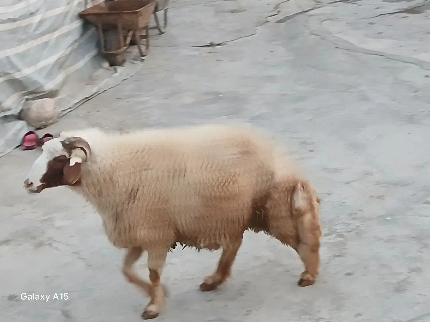 یک عدد قوچ سنجابی|حیوانات مزرعه|کرمانشاه, |دیوار