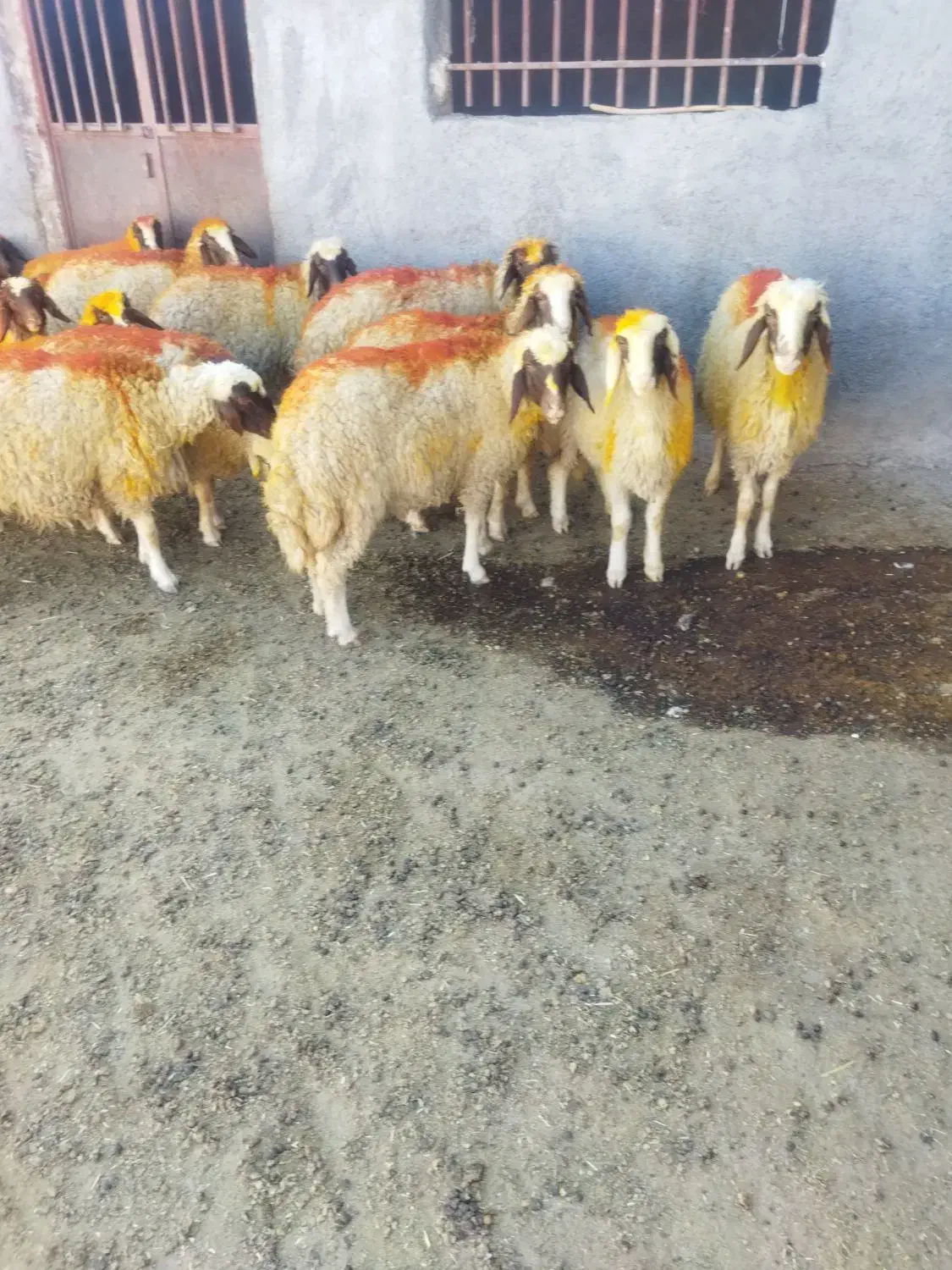 گوسفند سنجابی|حیوانات مزرعه|قلعه شاهین, |دیوار