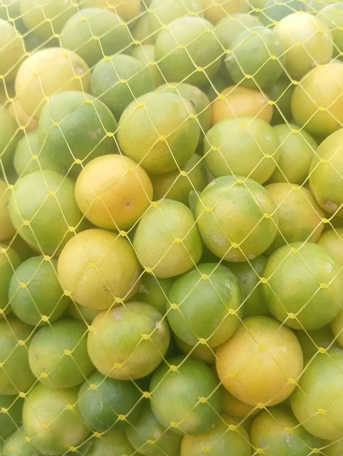 لیمو ترش لیمو آبدار|عمده‌فروشی|زارچ, |دیوار