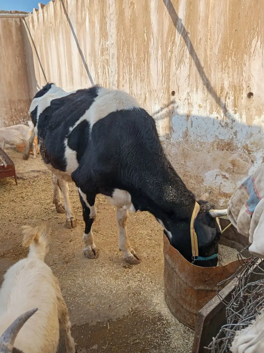 گاو هلشتاین آبستن|حیوانات مزرعه|سرپل ذهاب, |دیوار