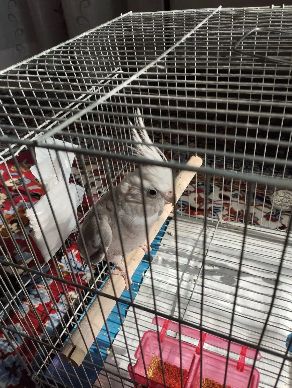 فروش عروس هلندی نژاد وایت فیس|پرنده|قهستان, |دیوار