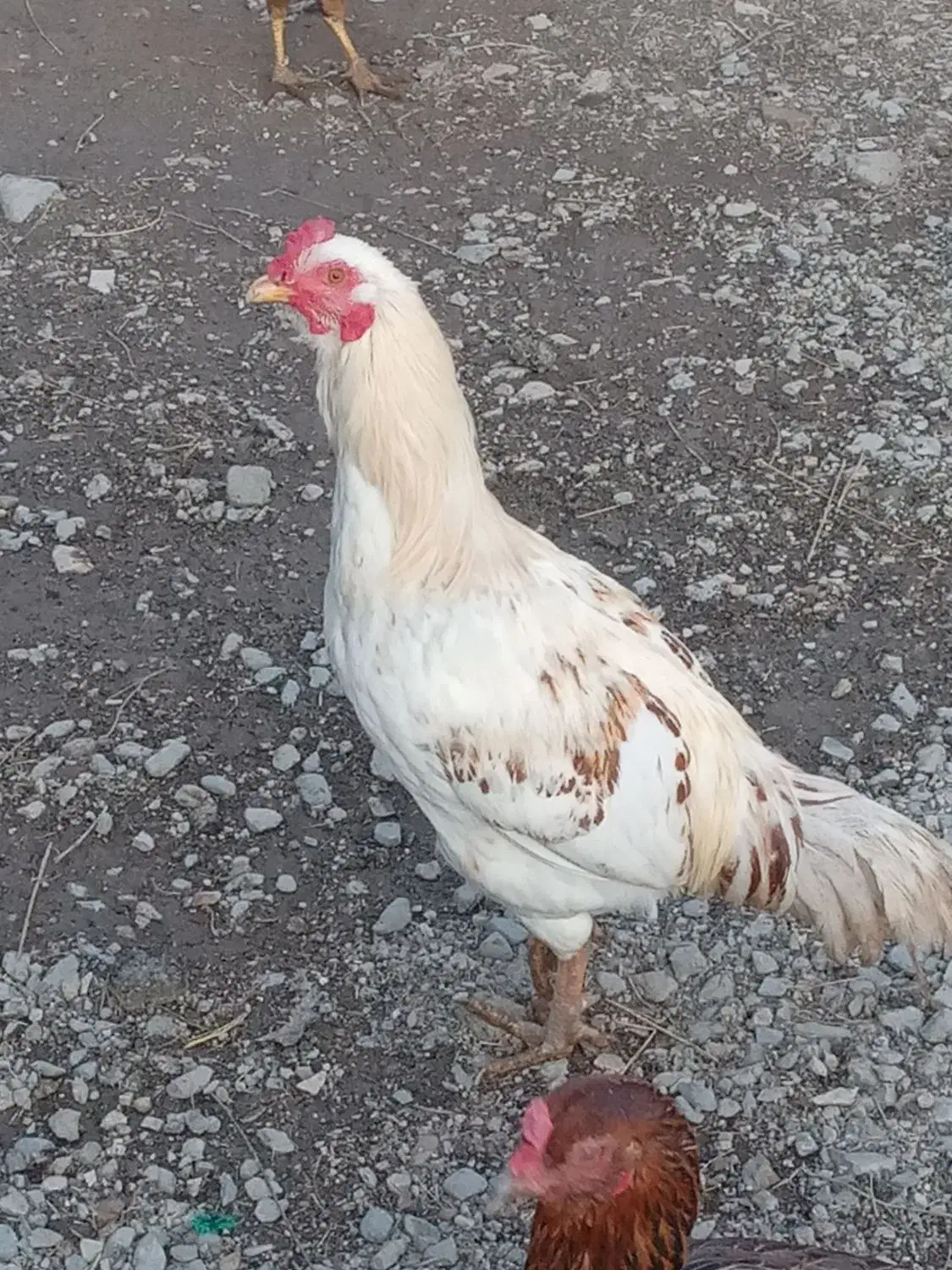 خروس|حیوانات مزرعه|انزل, |دیوار