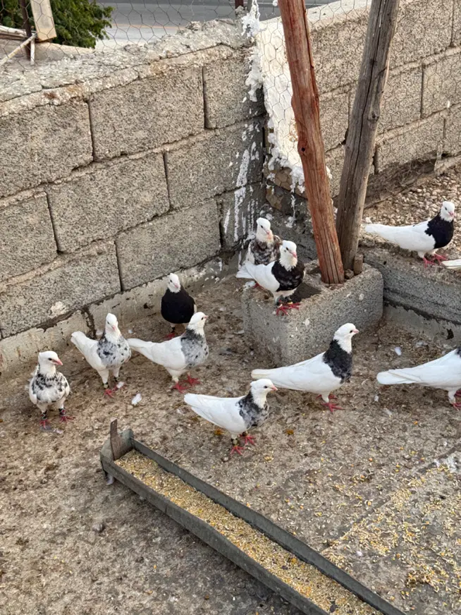 طوقی|پرنده|بوشهر, |دیوار