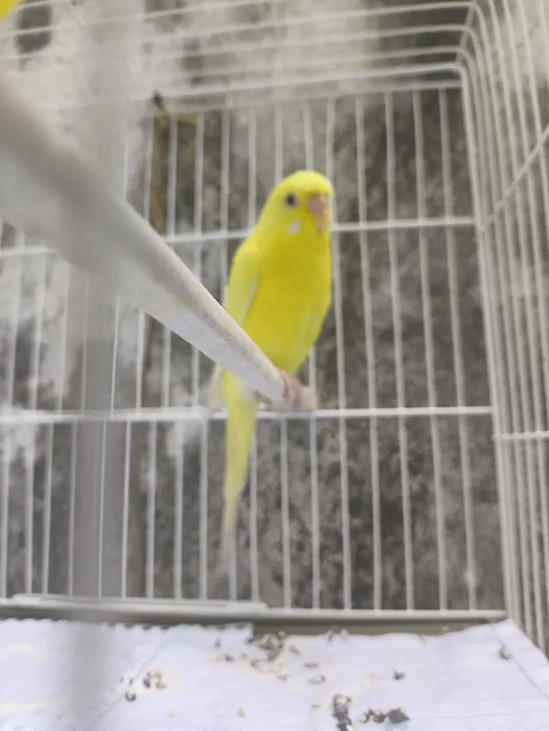 مرغ عشق|پرنده|رشت, فلسطین|دیوار