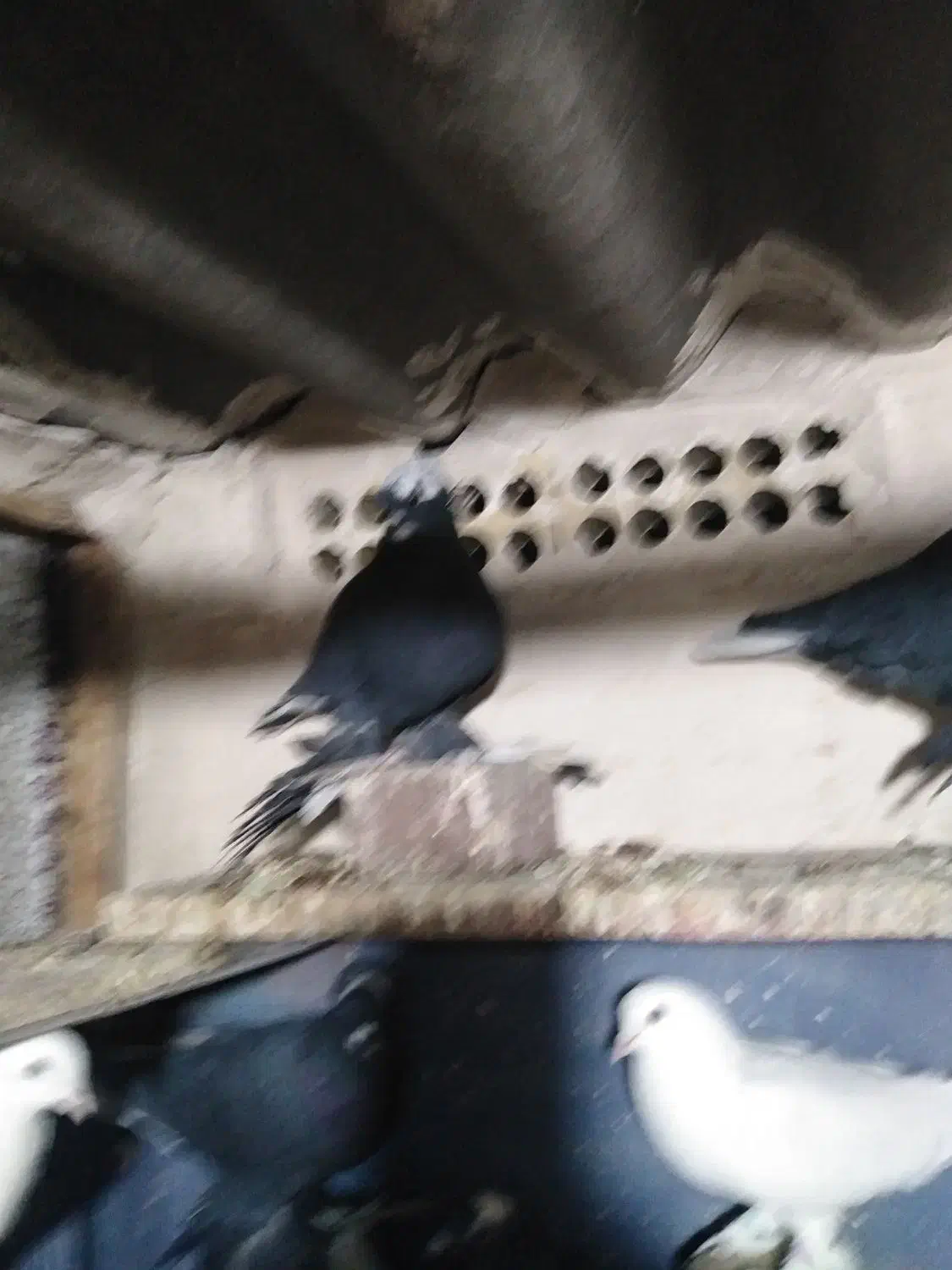 قره اغ گویروخ|پرنده|تبریز, |دیوار