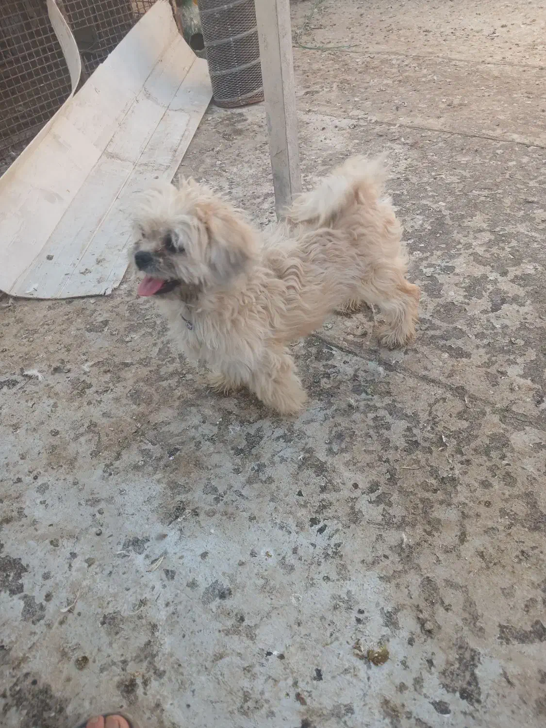 فروش سگ پاکوتاه نر و ماده شیتزو ماده شناسنامه دار|سگ|هشتگرد, هشتگرد قدیم|دیوار