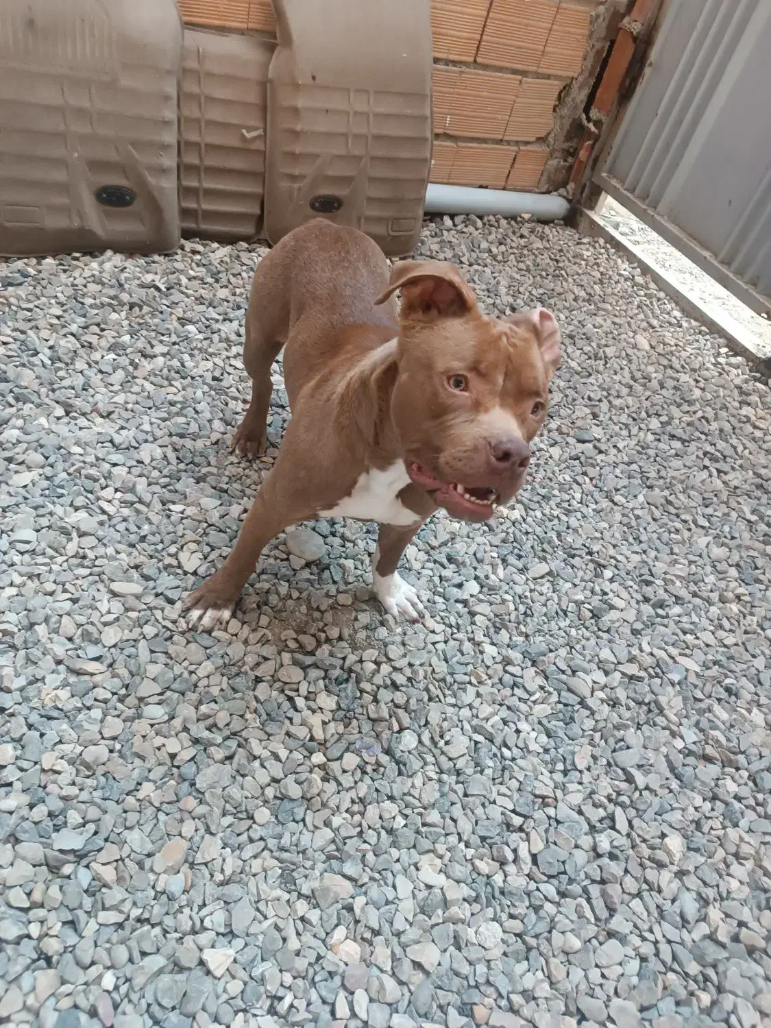 پیت بول|سگ|ساری, |دیوار