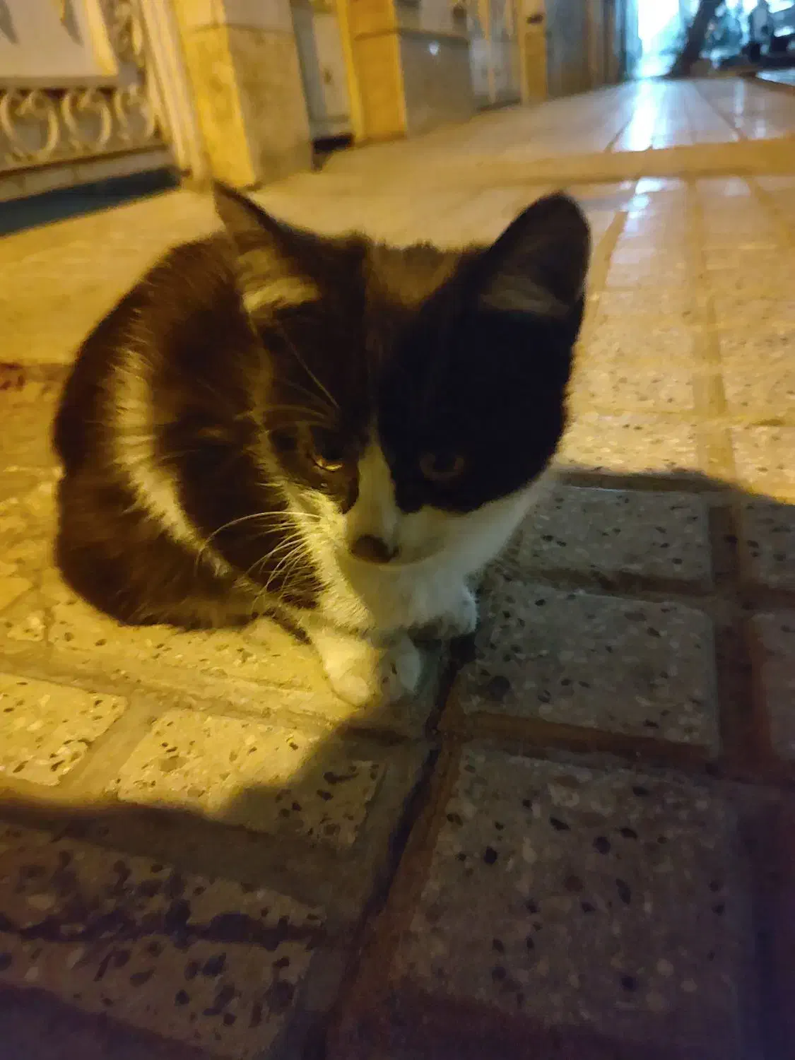 نیاز به سرپرست فوری گربه مادر و بچه|گربه|تهران, دهقان|دیوار