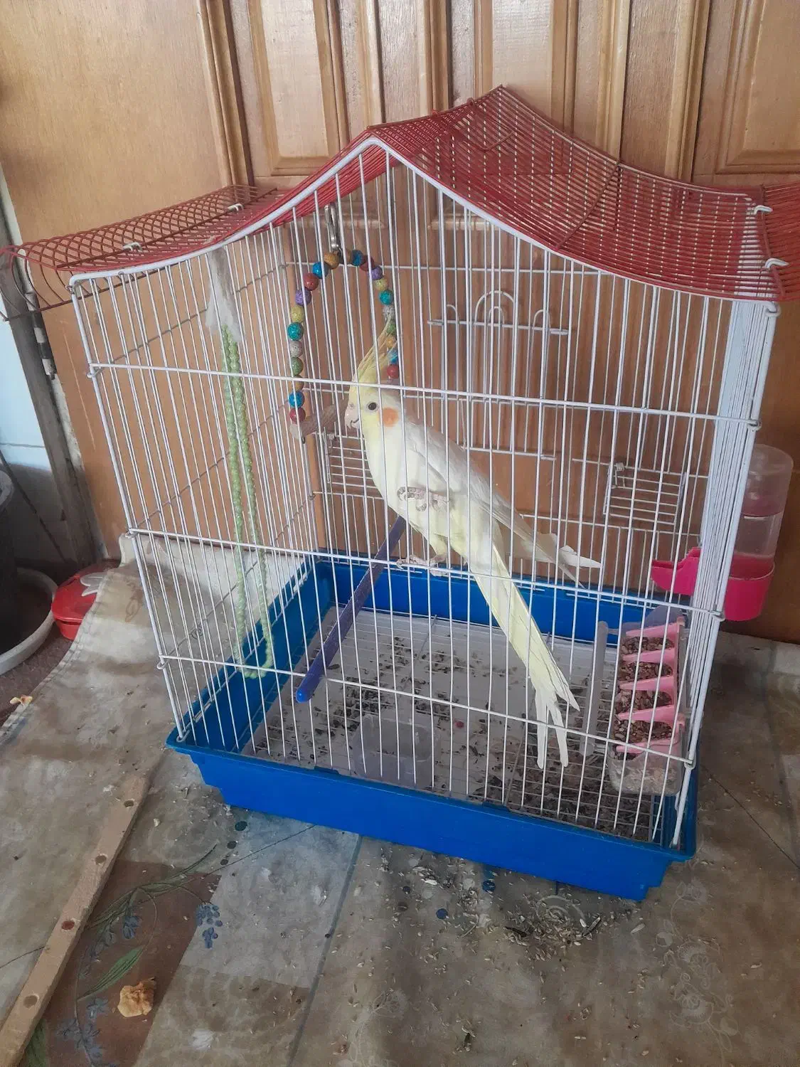 فروش عروس|پرنده|زیباشهر, |دیوار