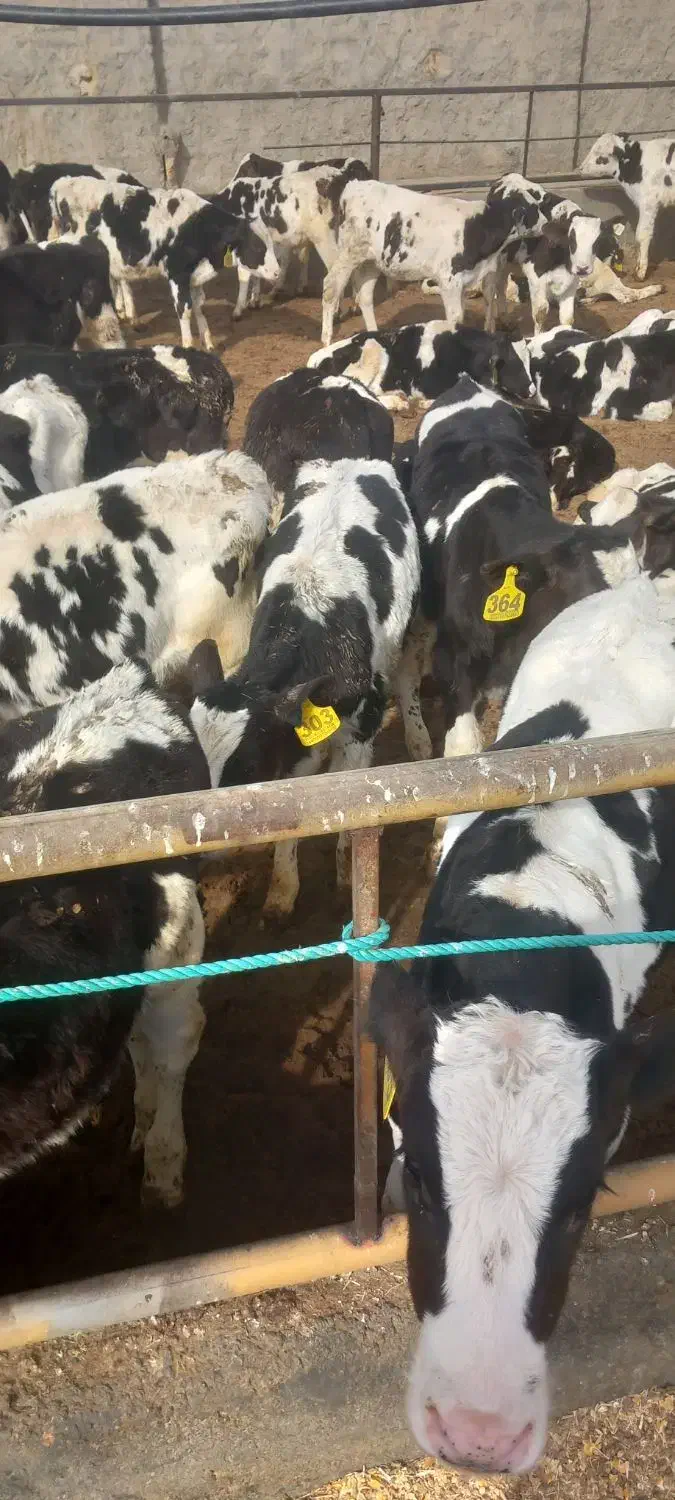 فروش گوساله قطع شیر|حیوانات مزرعه|ساروق, |دیوار