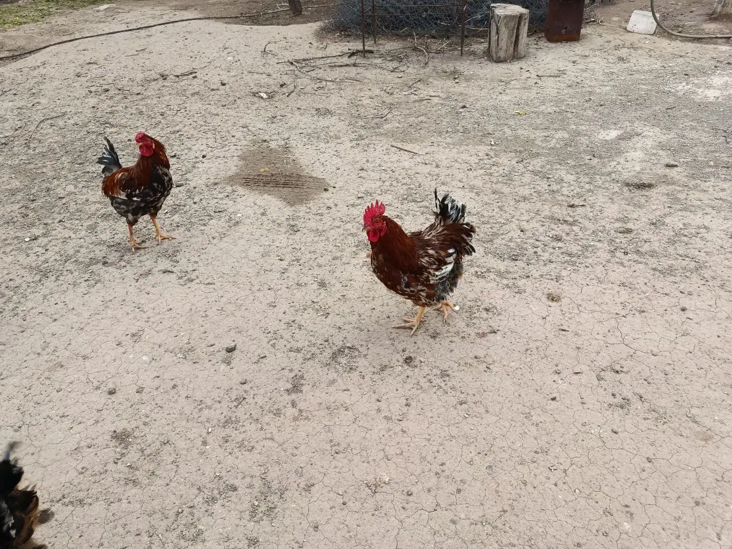 خروس محلی|حیوانات مزرعه|محمدیه-قزوین, |دیوار