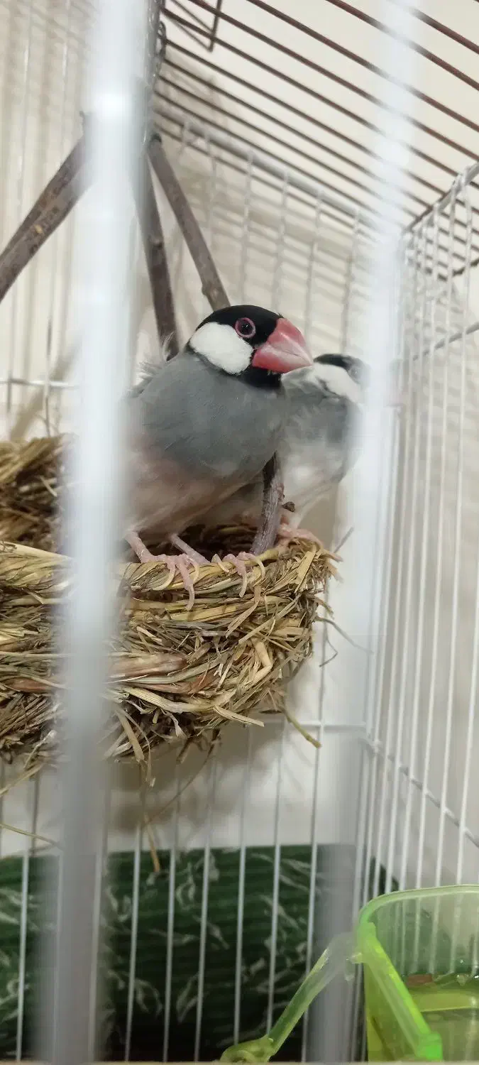 فنچ خارجی|پرنده|شریفآباد, |دیوار