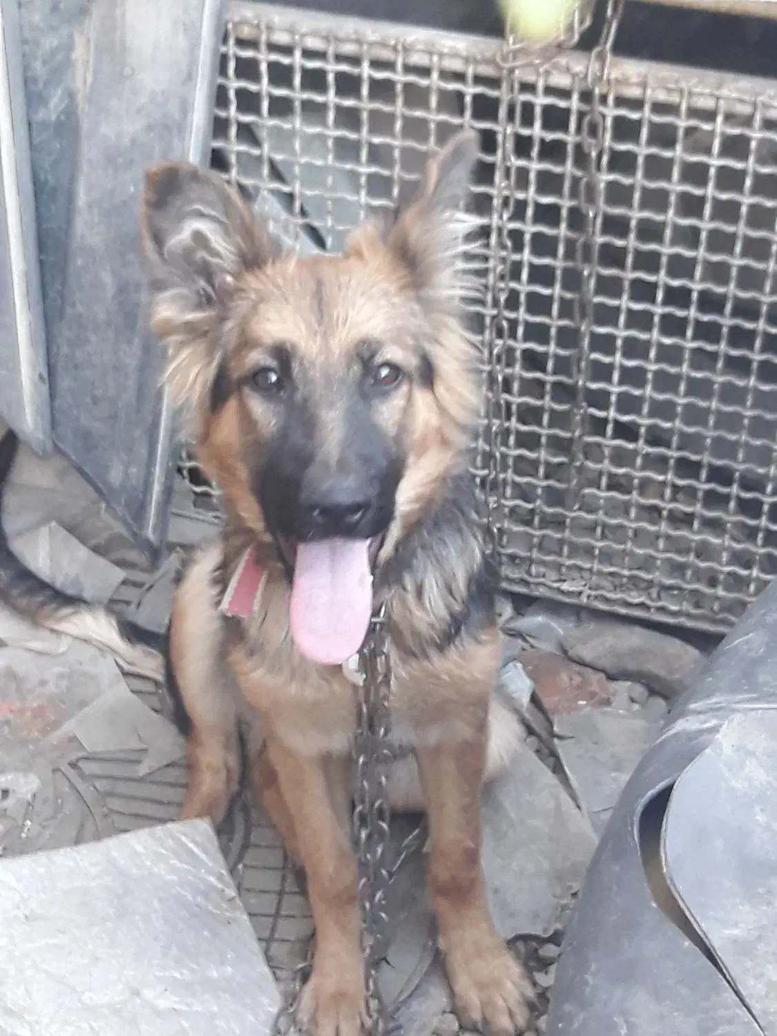 ژرمن شپرد|سگ|گرگان, |دیوار