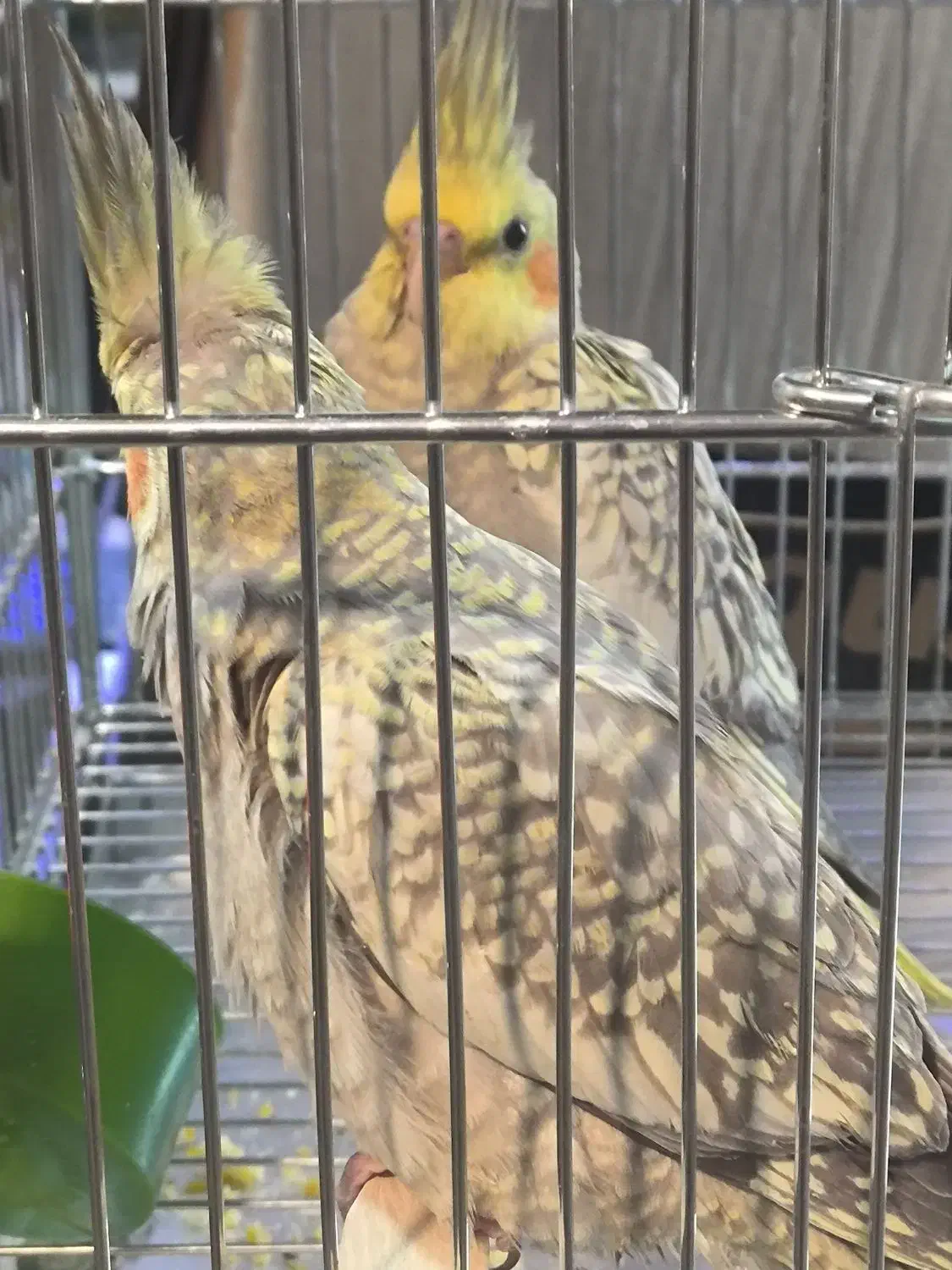 عروس هلندی|پرنده|شاهین‌شهر, فردوسی|دیوار