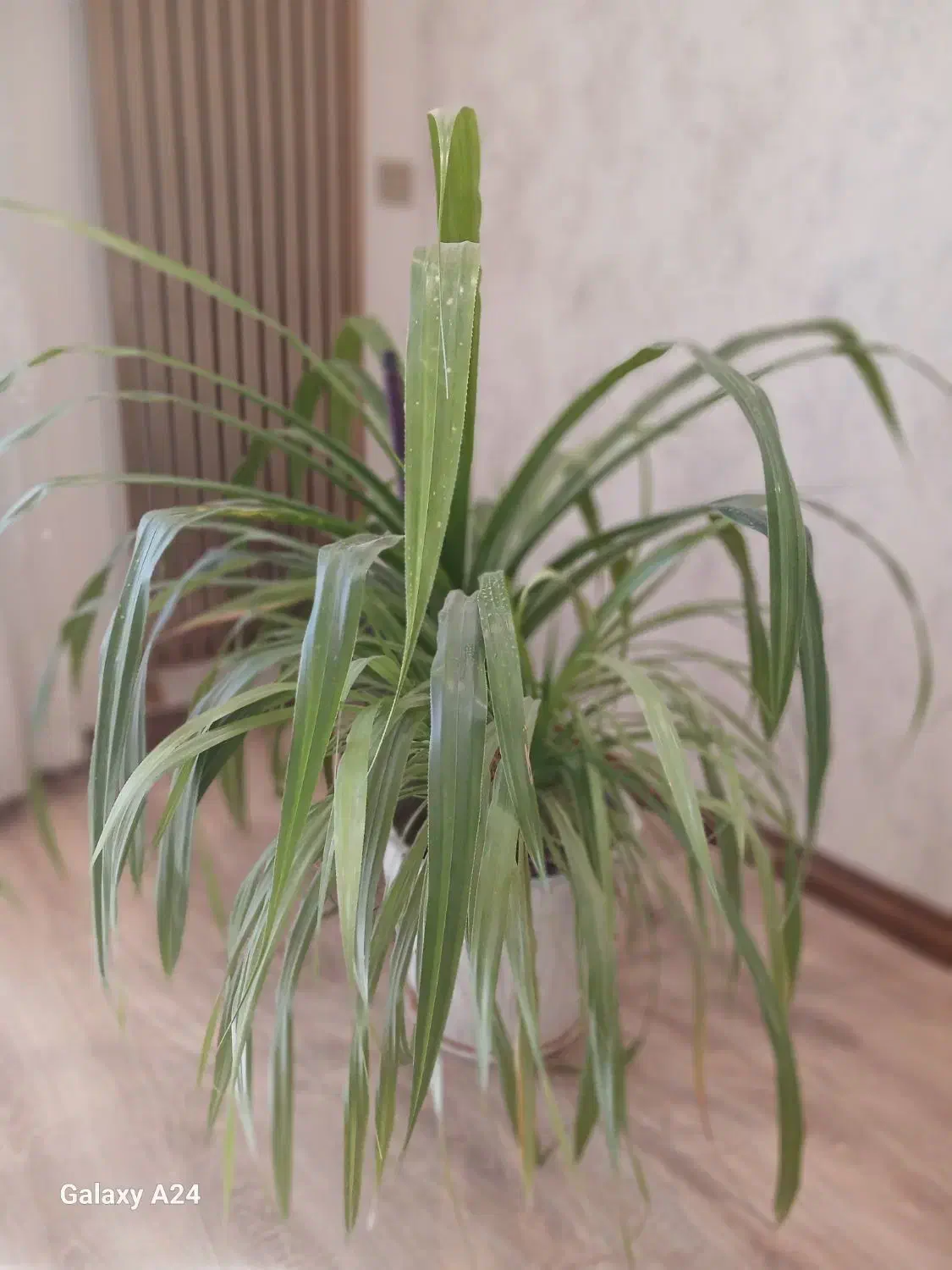 گل پاندانوس|گل و گیاه طبیعی|کرج, گوهردشت|دیوار