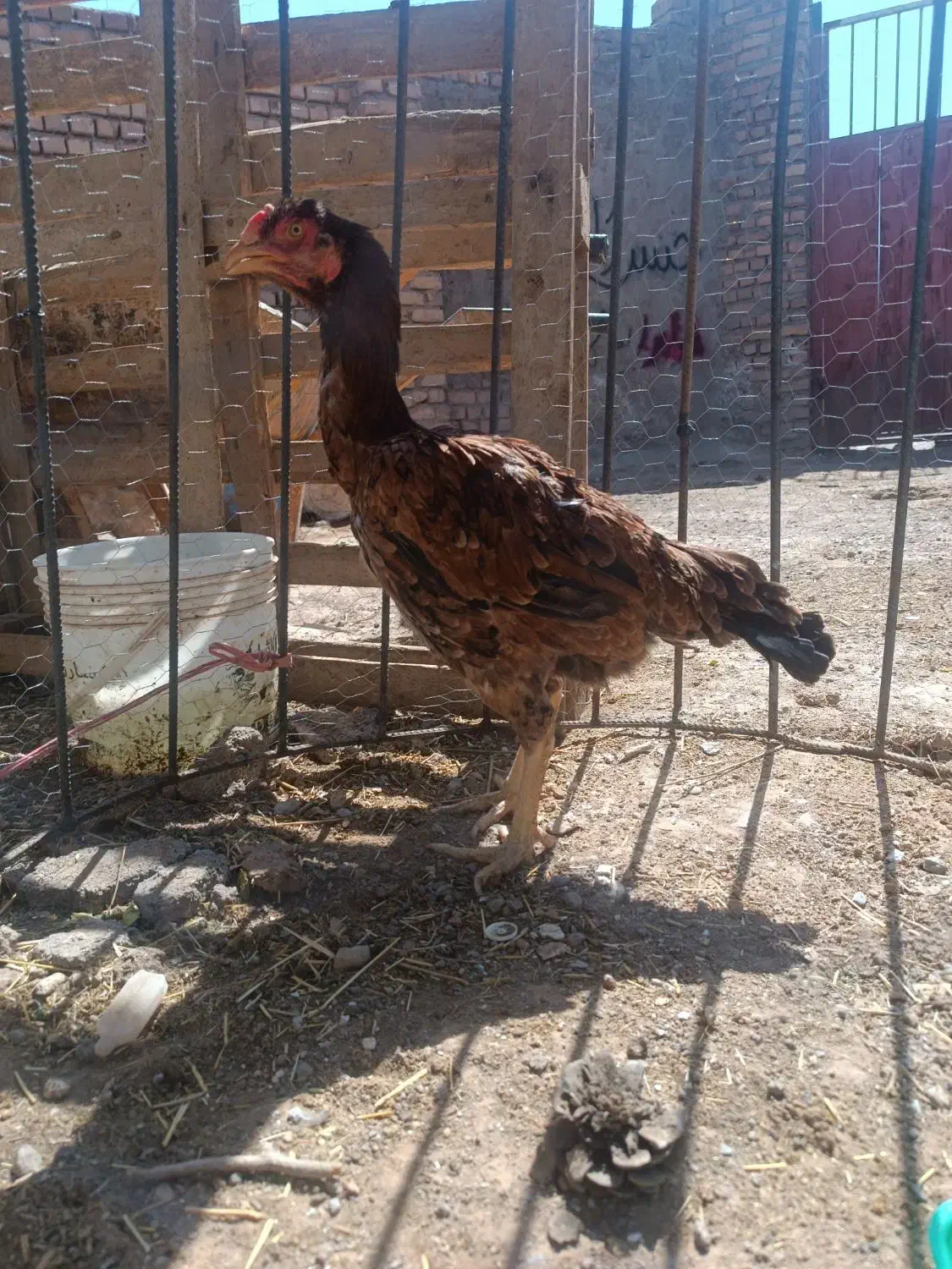 تخم مرغ لاری|حیوانات مزرعه|تربت جام, میان جام|دیوار