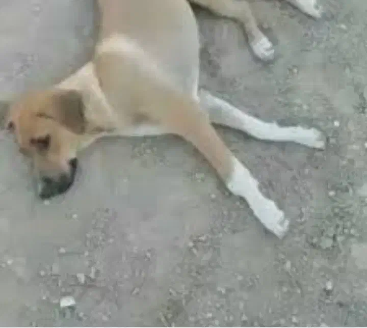 سگ مسدوم|حیوانات|تبریز, |دیوار