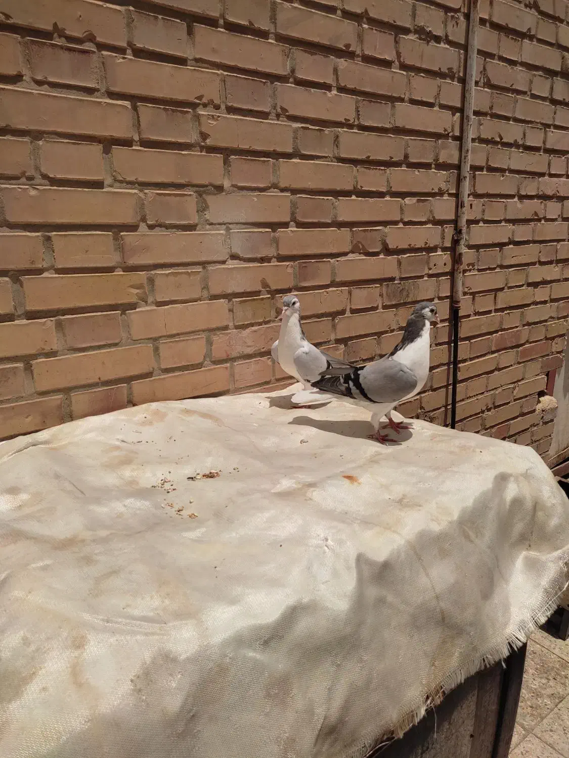 جفت کبوتر شیرازی|پرنده|سوسنگرد, |دیوار