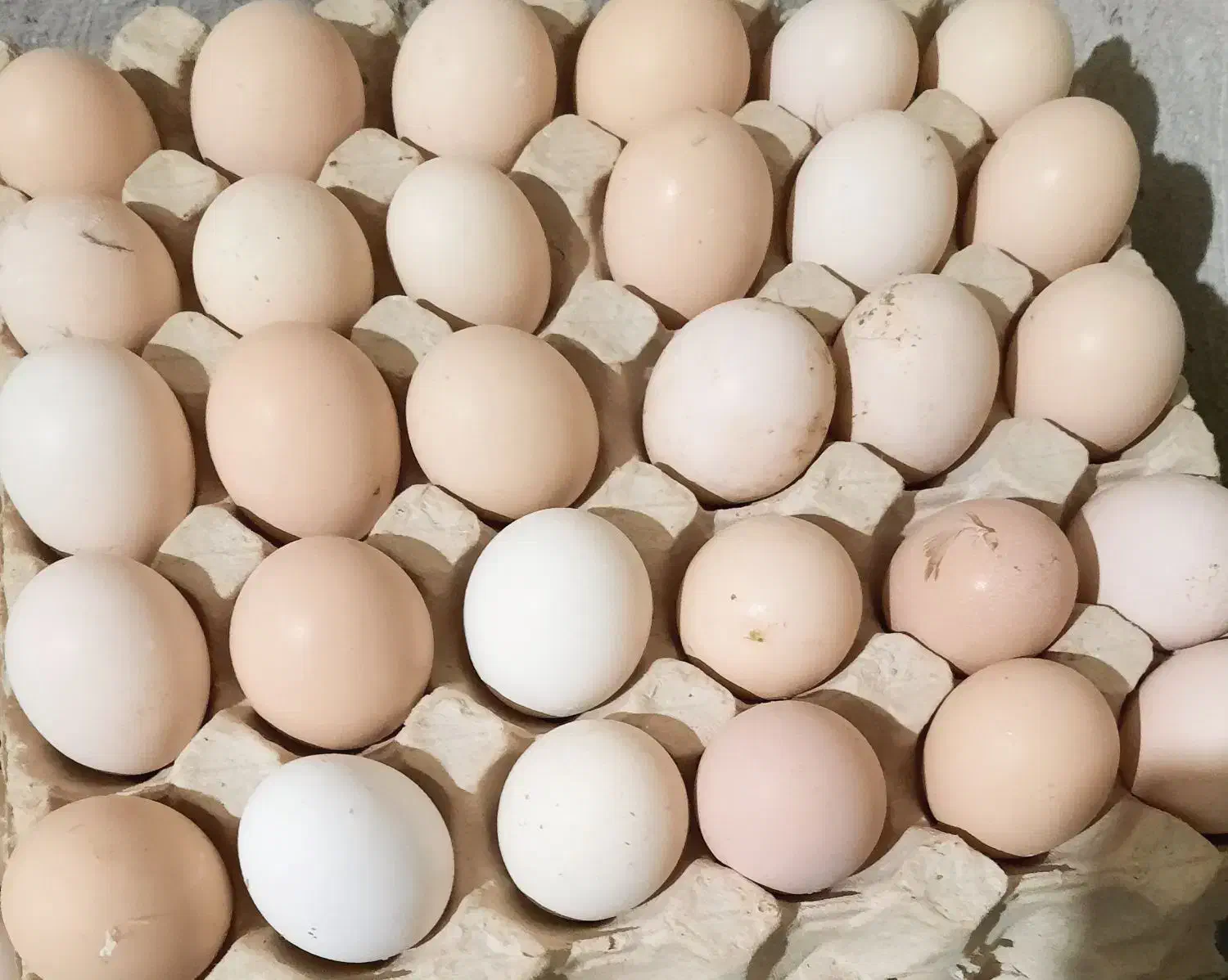 تخم مرغ نطفه دار لاری|حیوانات مزرعه|مشکین‌دشت, |دیوار