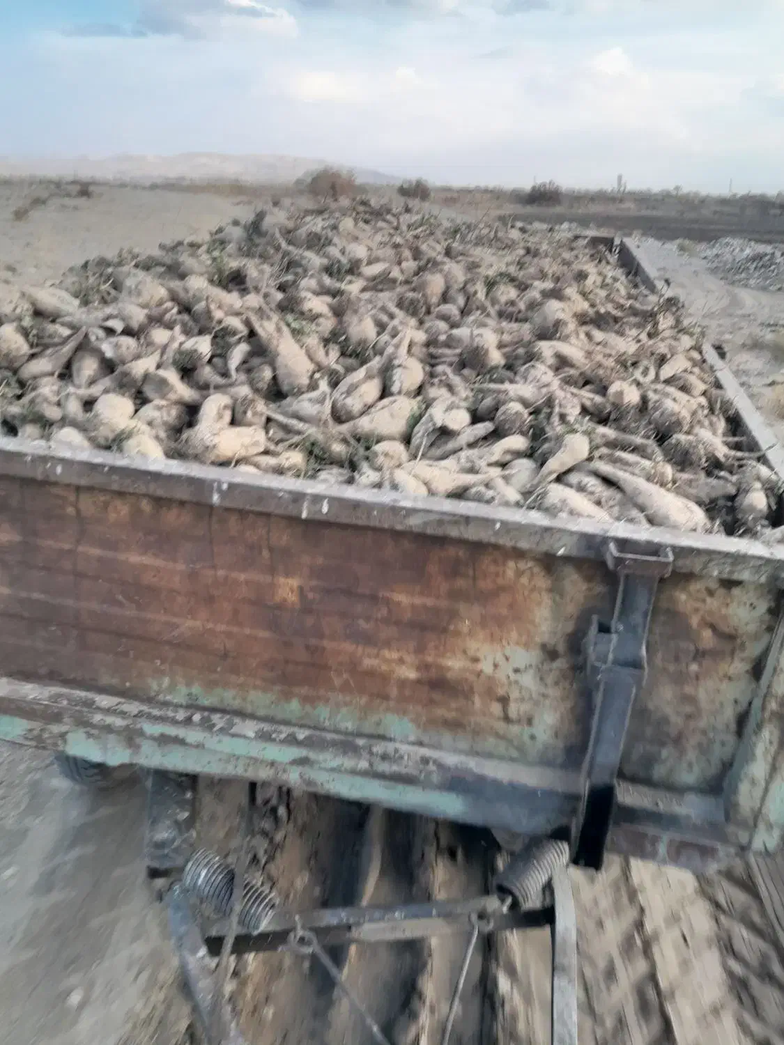 چغندر برای دامها|لوازم جانبی حیوانات|بروجرد, |دیوار