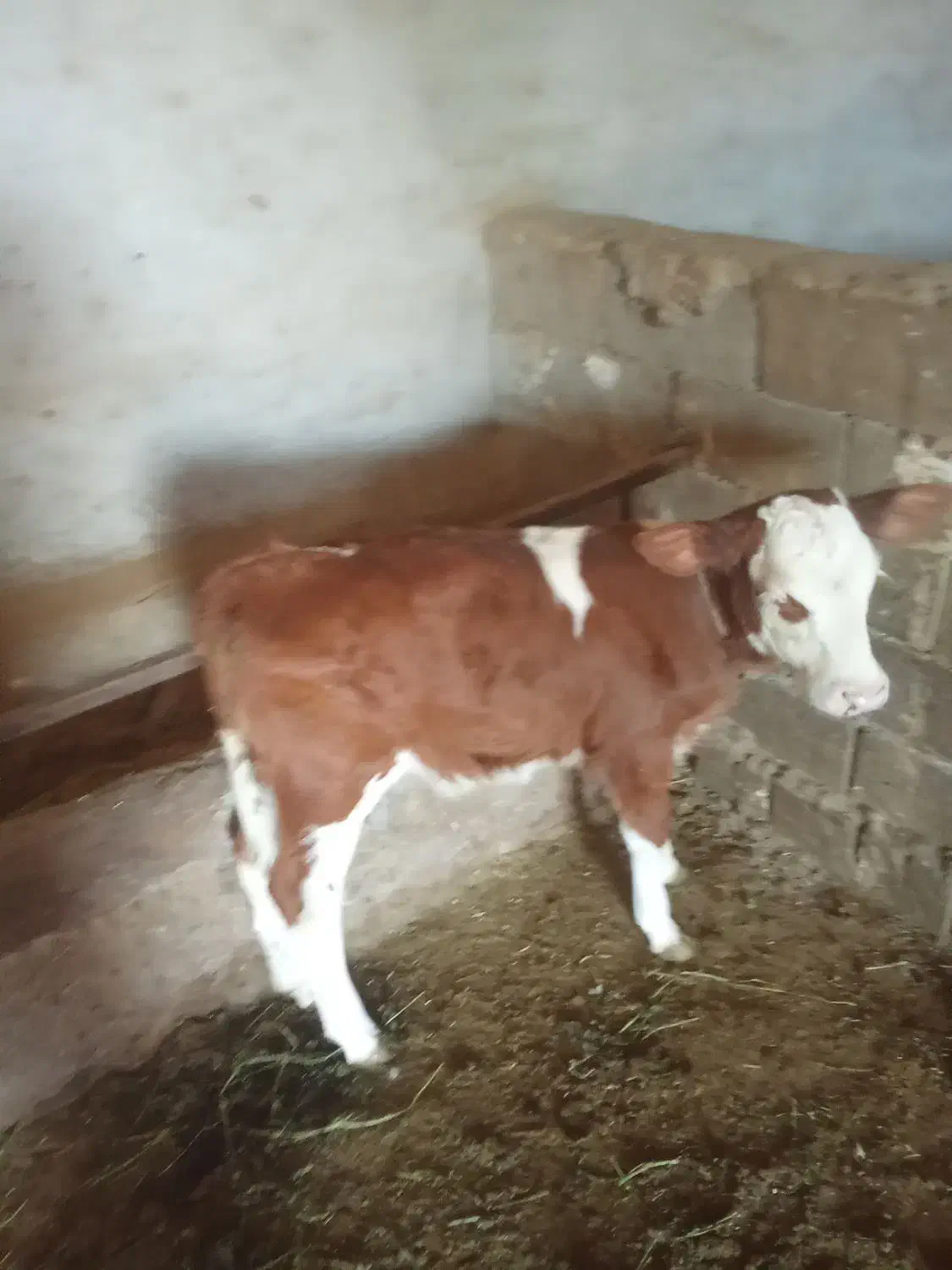 گوساله سمینتال|حیوانات مزرعه|فیروزآباد (آذربایجان), |دیوار