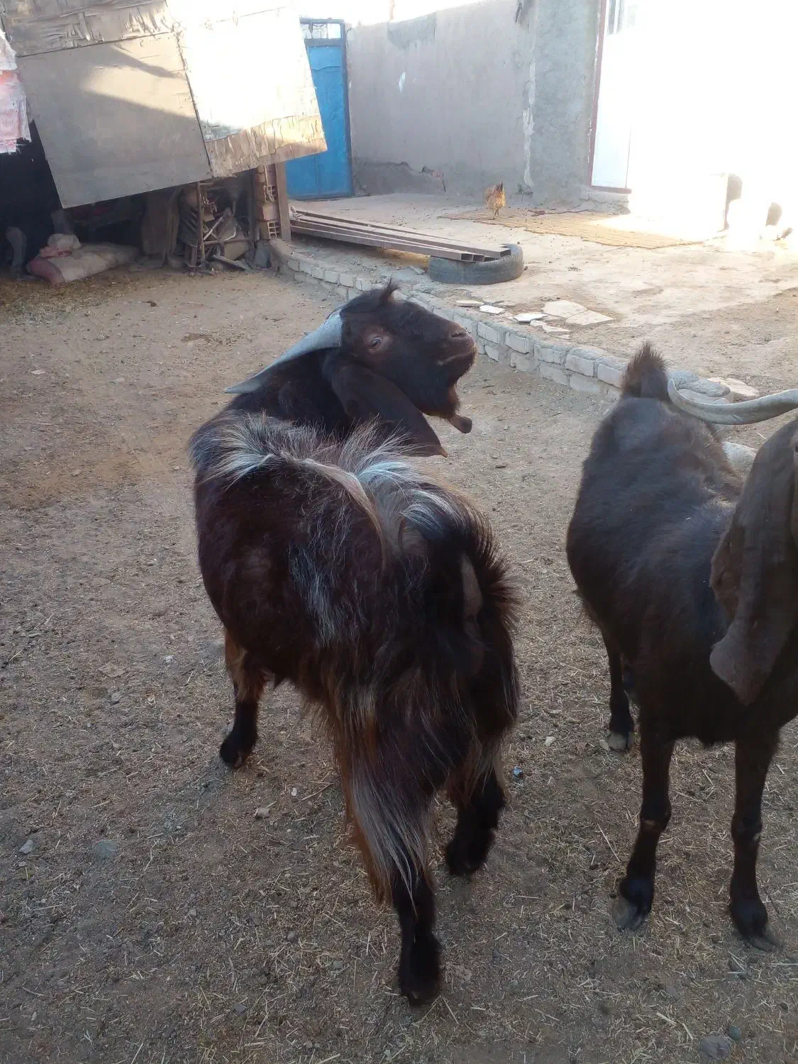 چبش|حیوانات مزرعه|مود, |دیوار