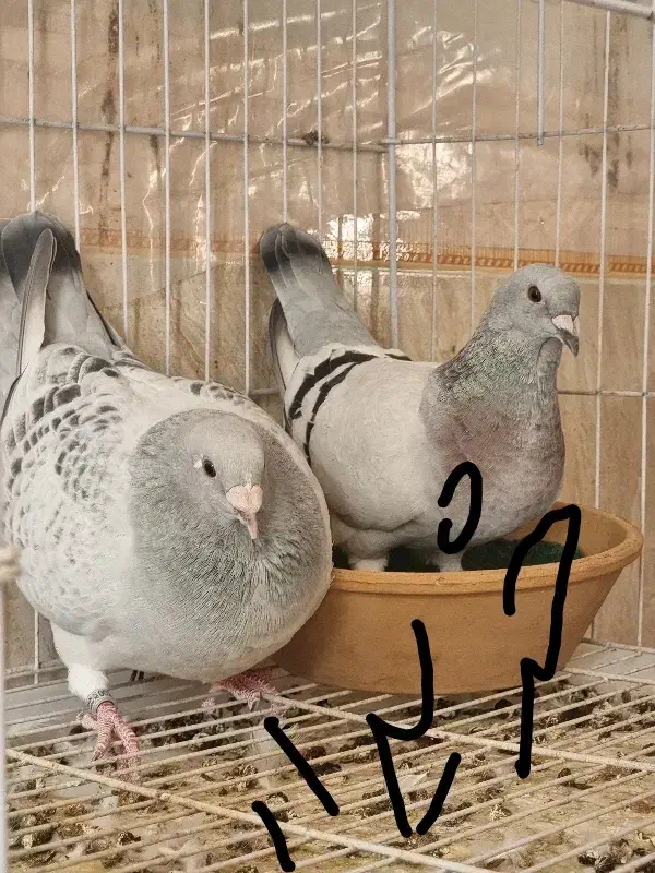 جان اردن و موریس دلبر|پرنده|برازجان, |دیوار