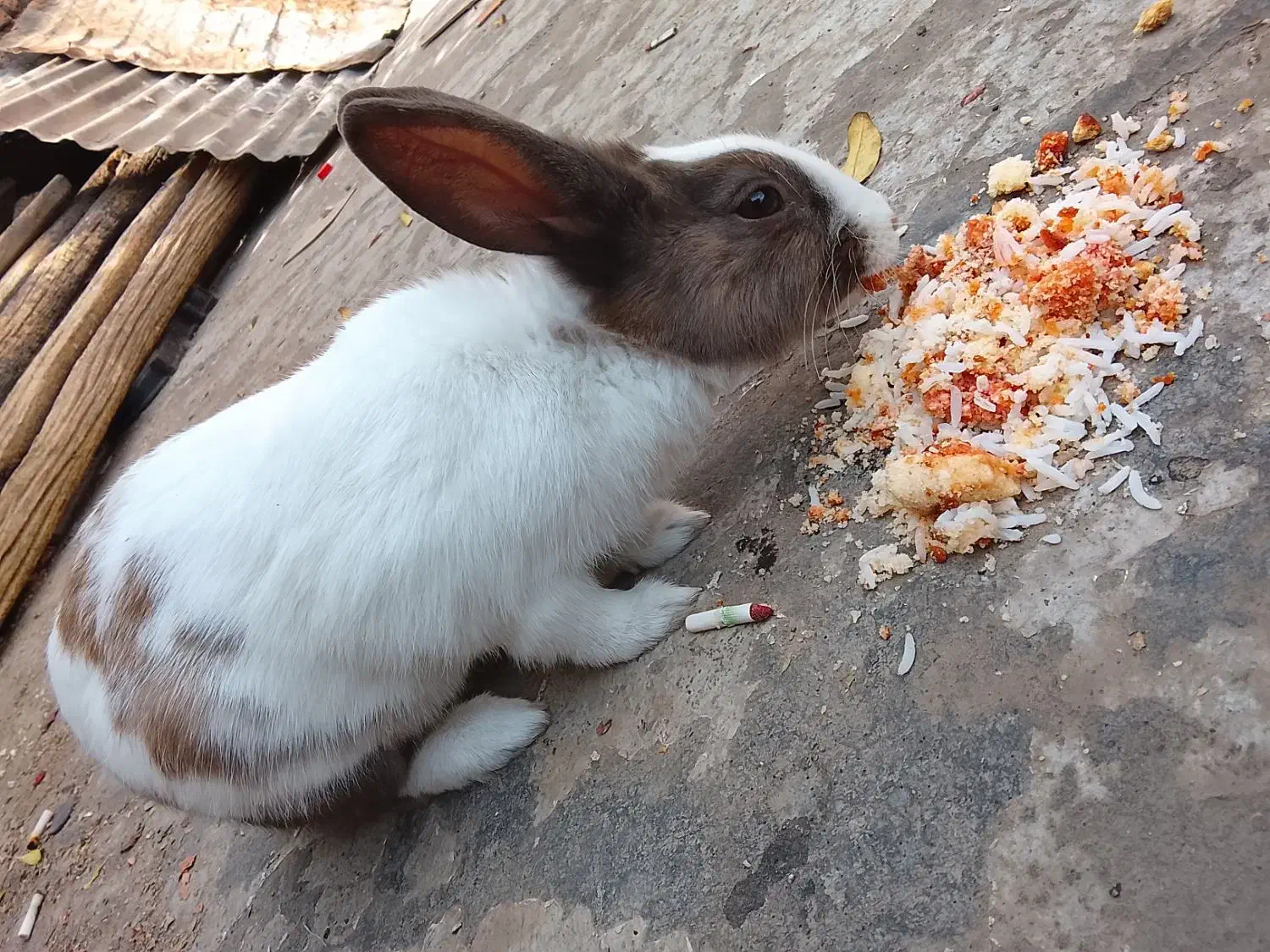 خرگوش لوپ ومعمولی|موش و خرگوش|ماهدشت, |دیوار