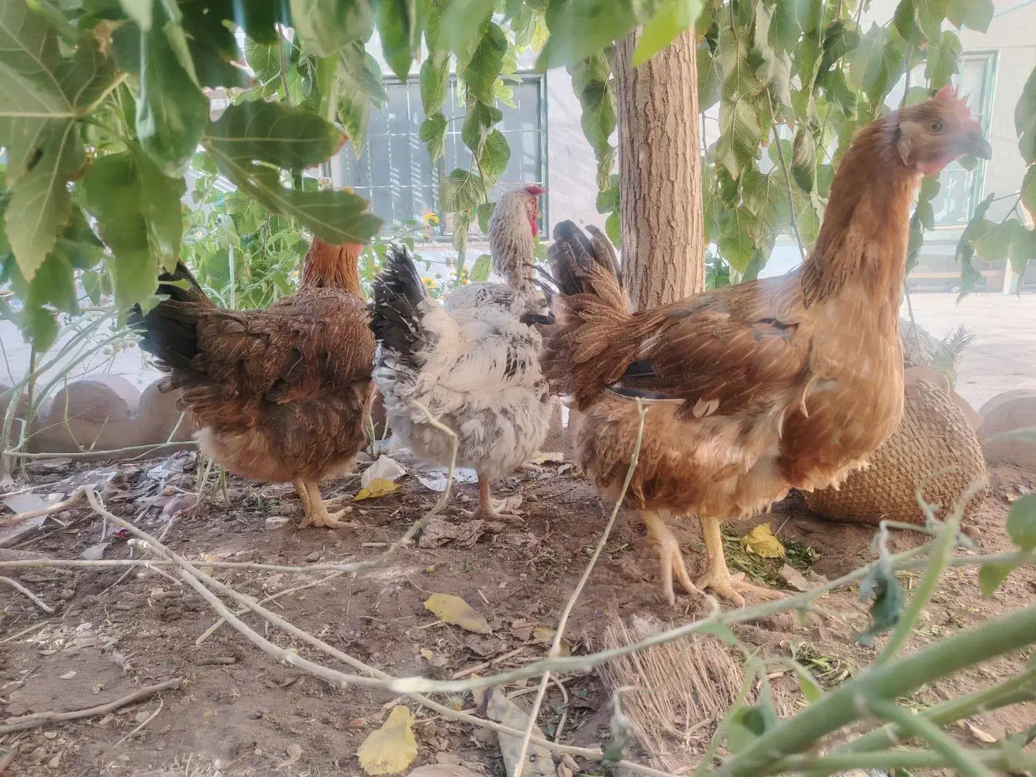 مرغ محلی|حیوانات مزرعه|کرمان, |دیوار