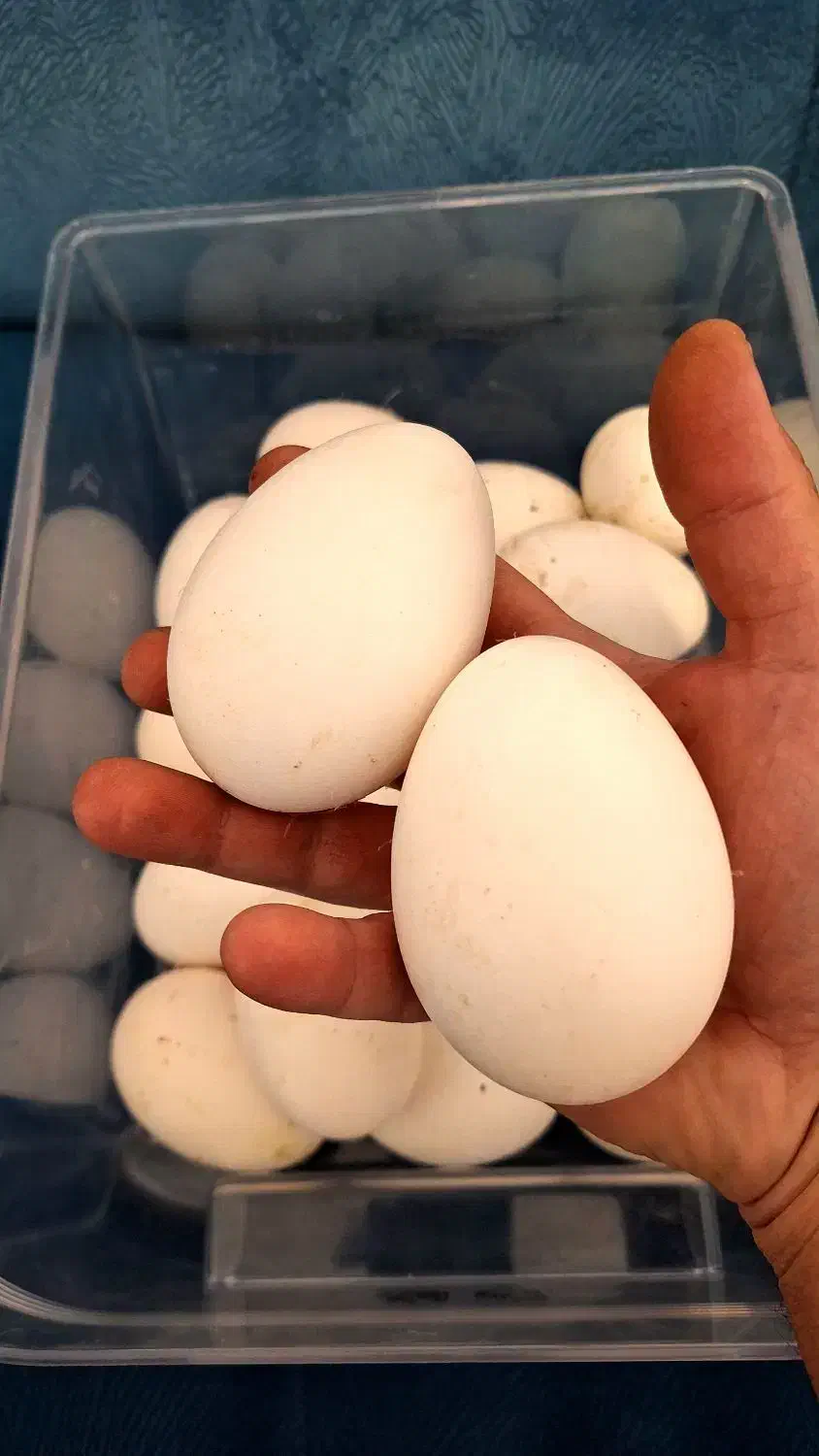 تخم قوغاز تازه و با کیفیت|حیوانات مزرعه|ملایر, |دیوار