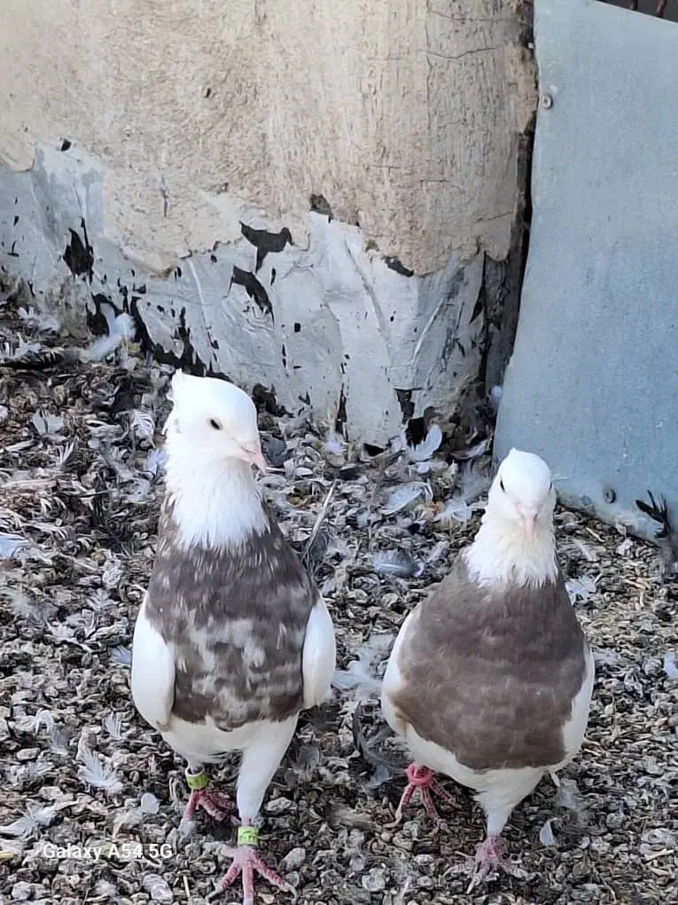 کبوتر طوقی کله ای سینه ای سبز آبادانی|پرنده|شهرضا, |دیوار