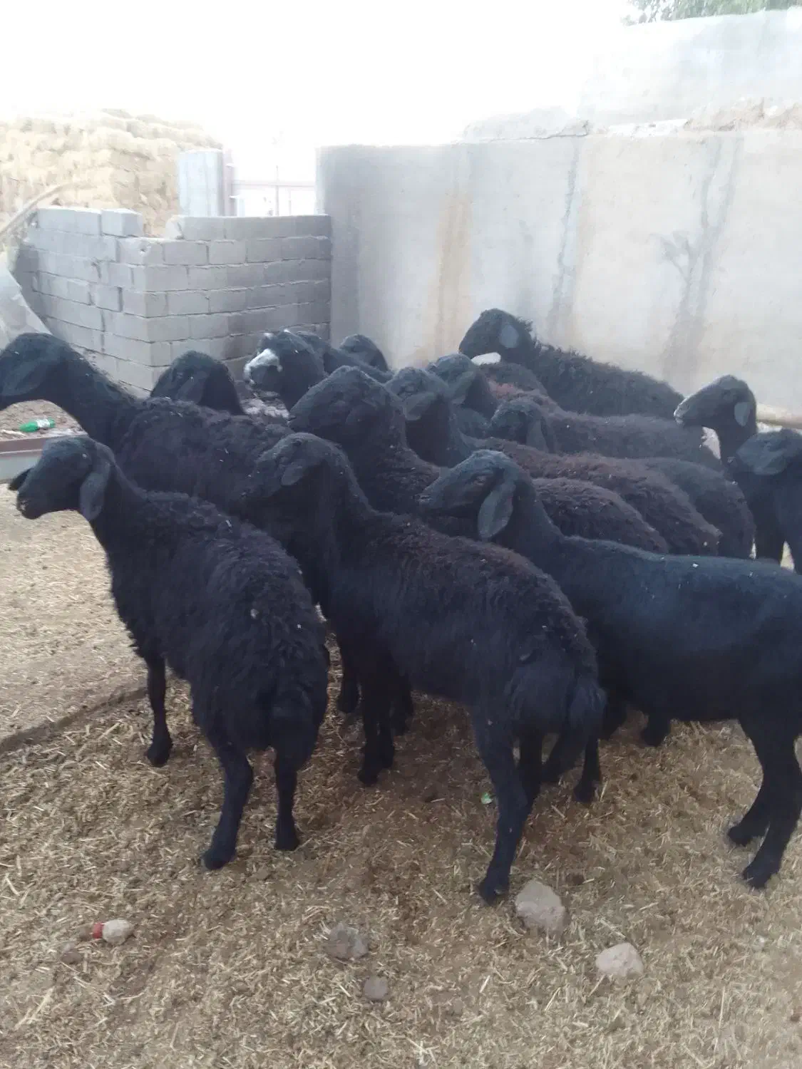گوسفندجوان‌قره‌قزل|حیوانات مزرعه|شاهین دژ, |دیوار