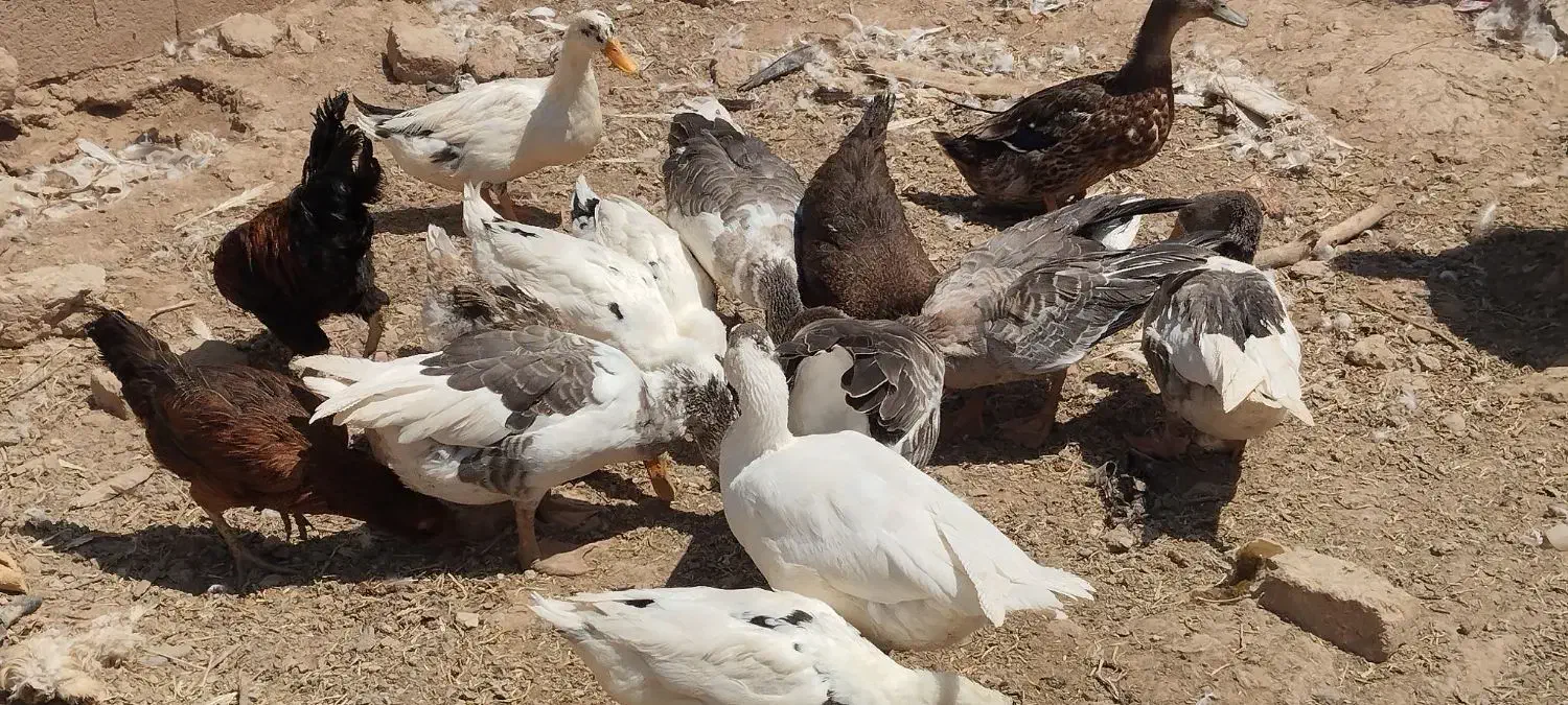 غاز و اردک|حیوانات مزرعه|تربت جام, میان جام|دیوار