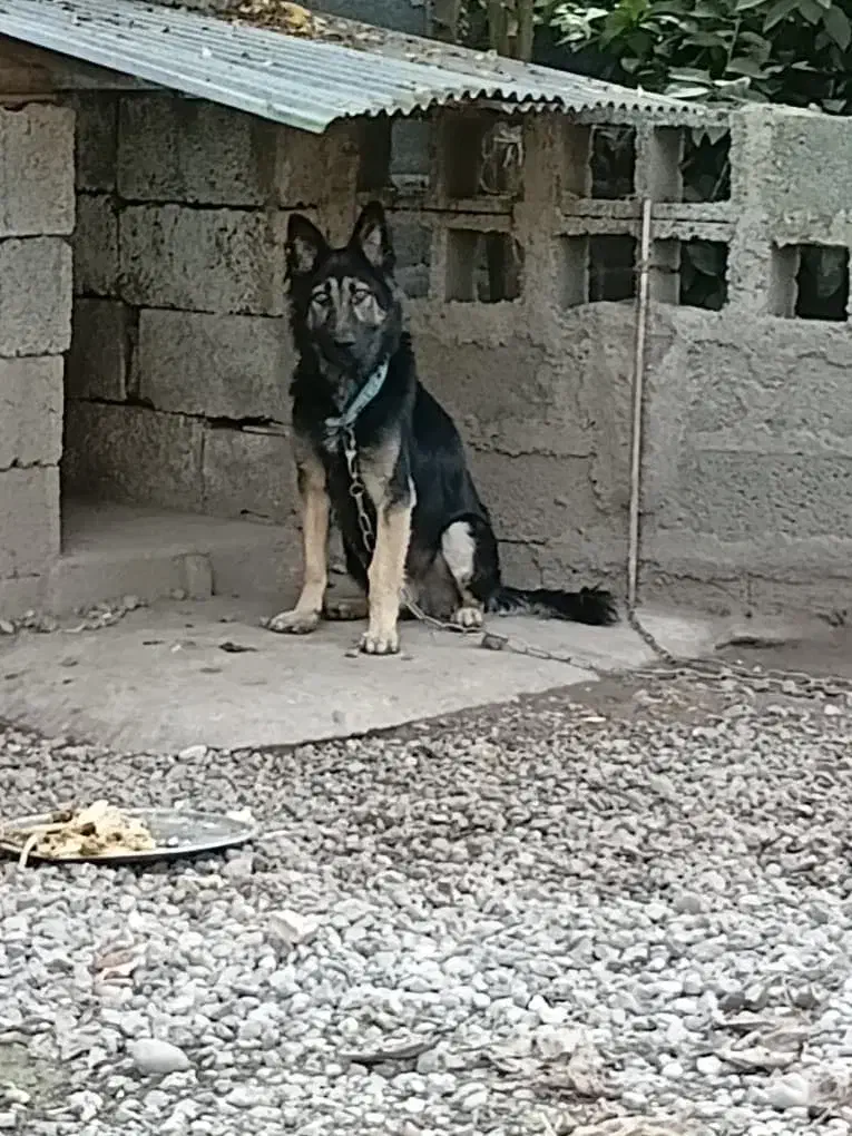 سگ ژرمن|سگ|رشت, حومه رشت|دیوار