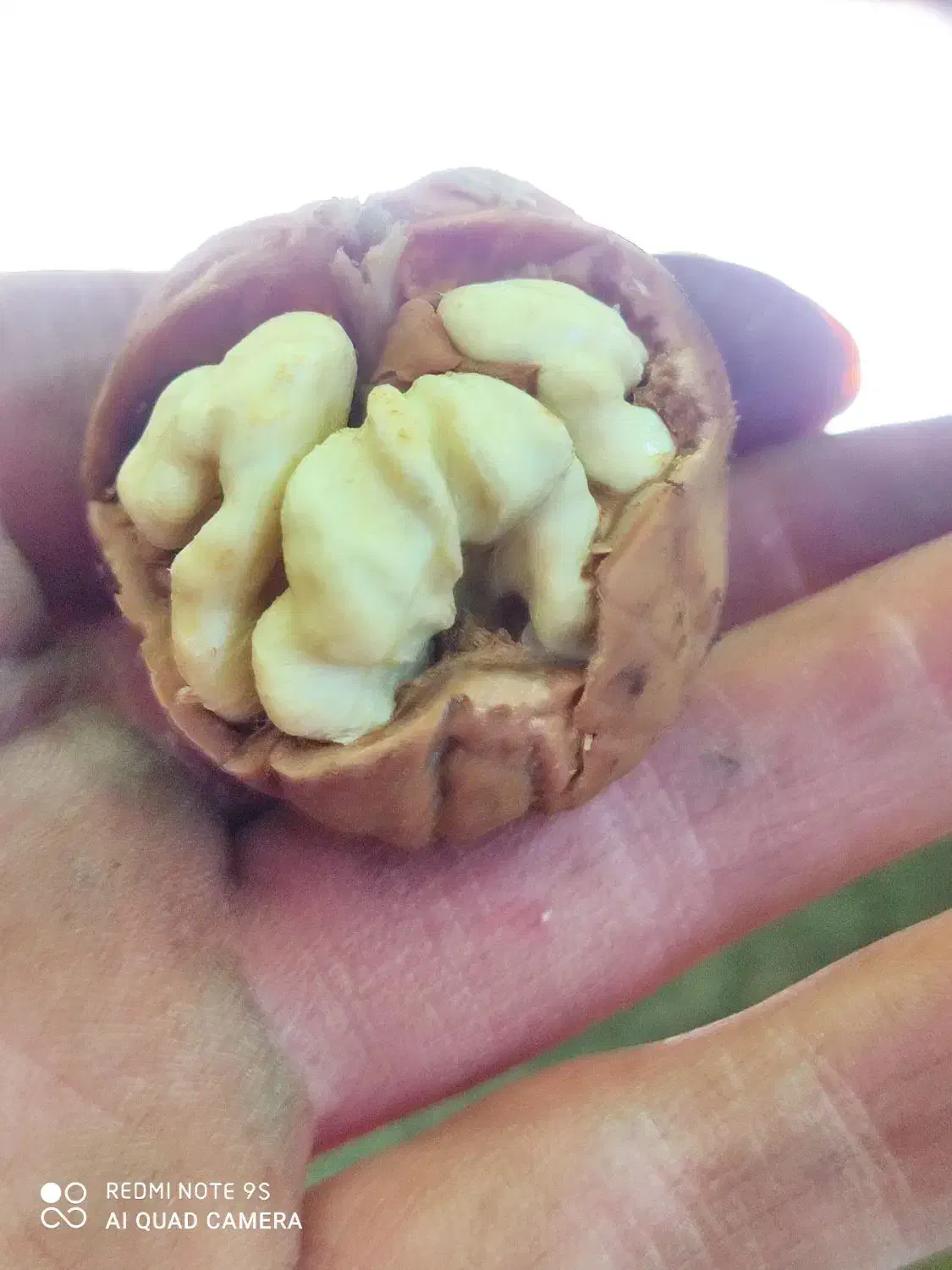 گردو شیروان|خوردنی و آشامیدنی|مشهد, نوید|دیوار