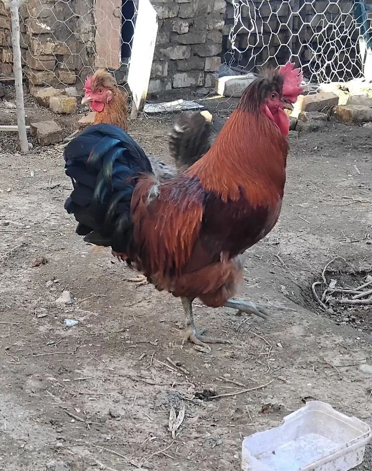 خروس کاکلی|حیوانات مزرعه|نیشابور, مازول|دیوار