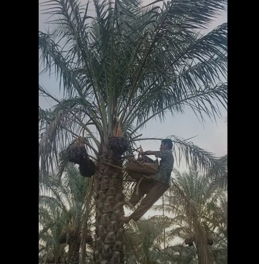 باغبانی در نخلستان|خدمات باغبانی و درختکاری|اهواز, غیزانیه|دیوار