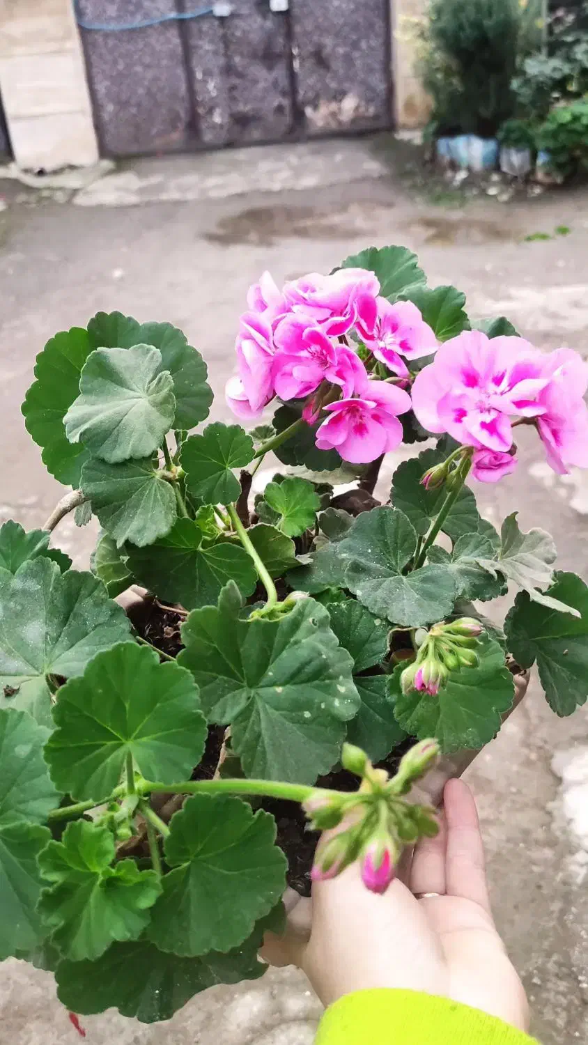 گل های سینره 5-10-هزار شمعدانی 100و150هزار|گل و گیاه طبیعی|تالش, هشتپر|دیوار