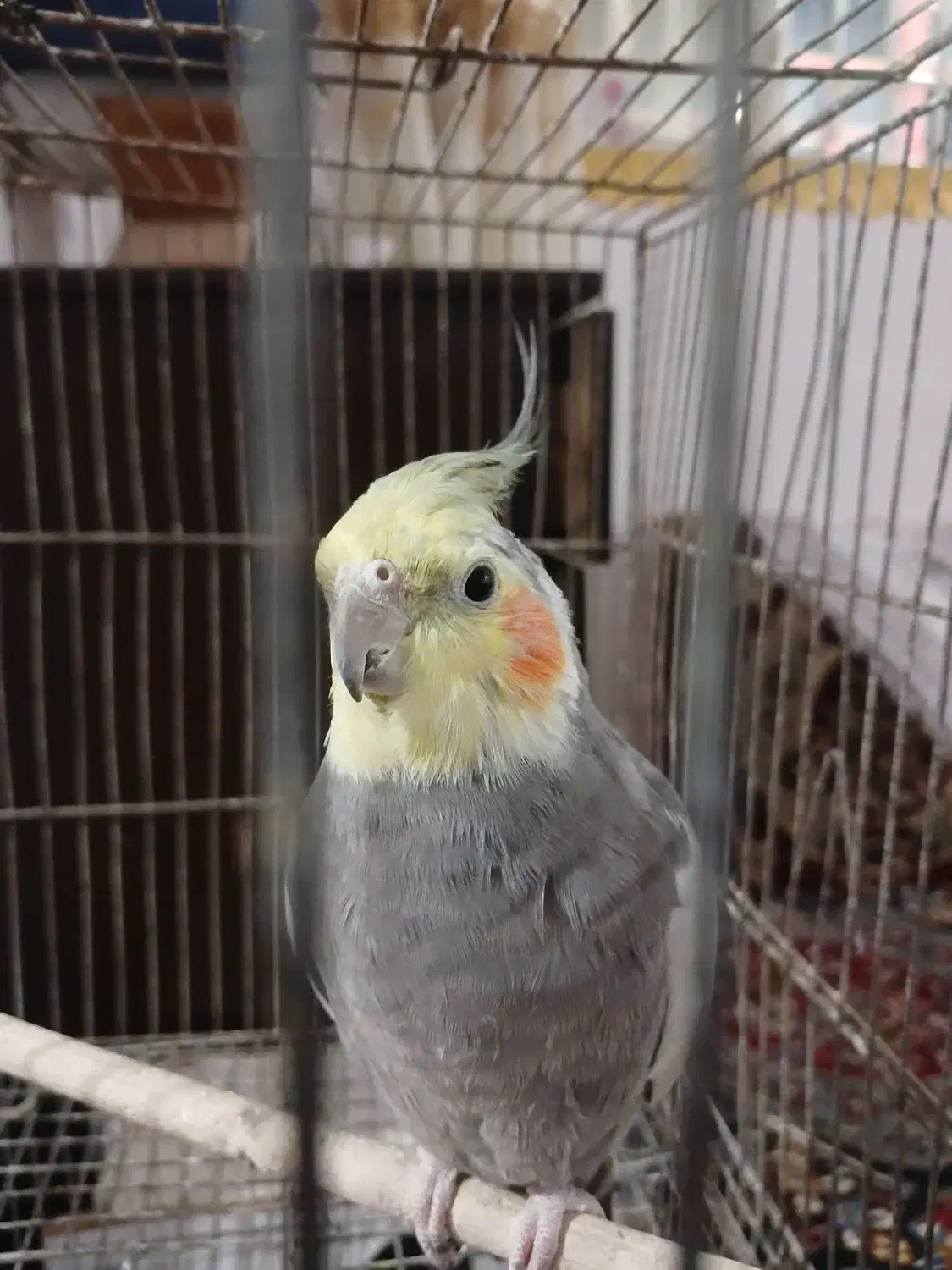 عروس هلندی|پرنده|شیرینسو, |دیوار