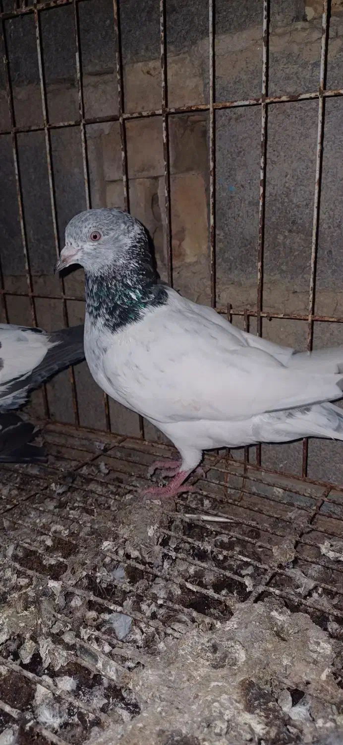 پاکستانی|پرنده|بندر امام خمینی, |دیوار