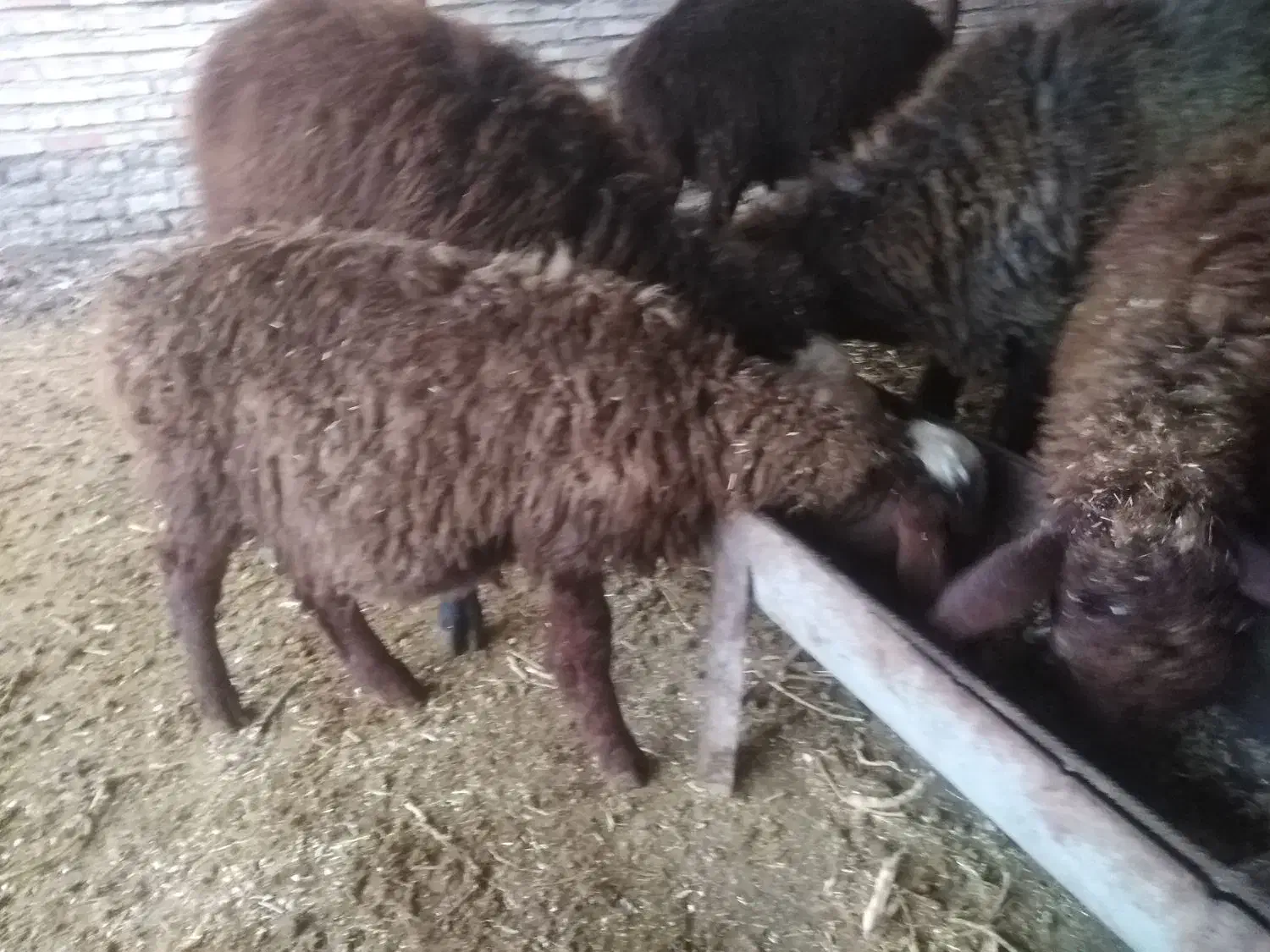 نربره چاق سالم|حیوانات مزرعه|دلند, |دیوار