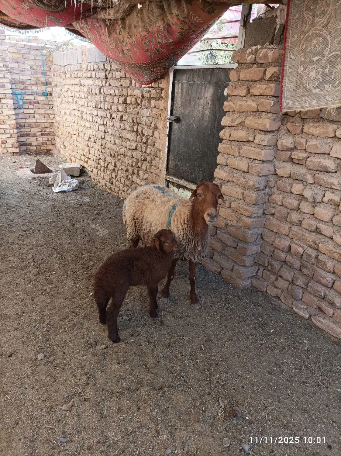 2عدد شاه میش|حیوانات مزرعه|باخزر, |دیوار