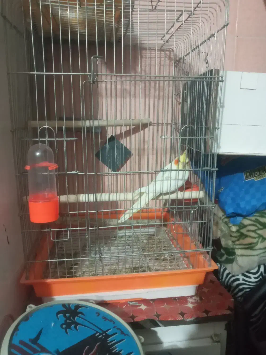 عروس هلندی|پرنده|قنوات, |دیوار