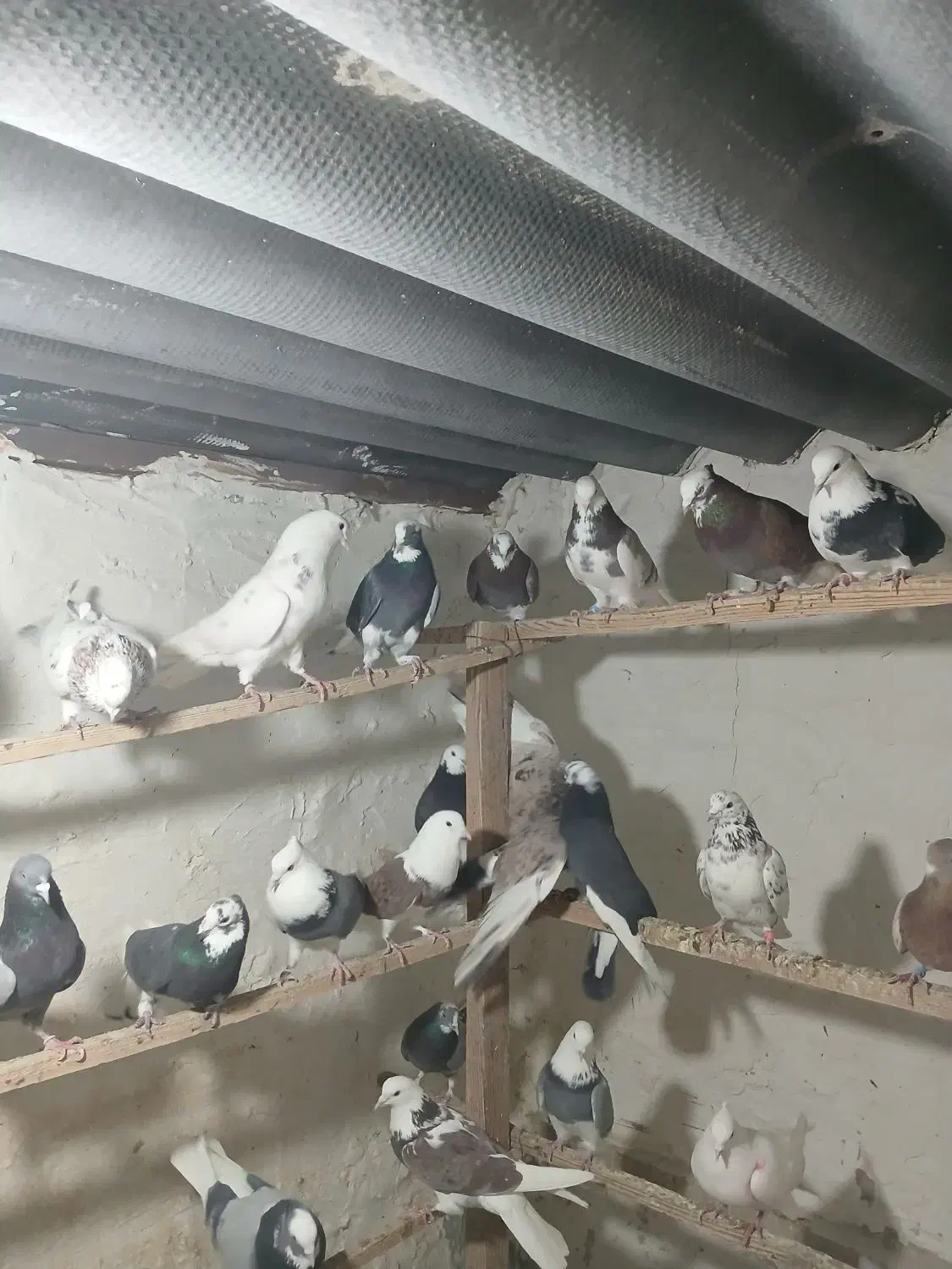 کبوتر زیبا کفتر درجه یک|پرنده|قرچک, مهدیه|دیوار