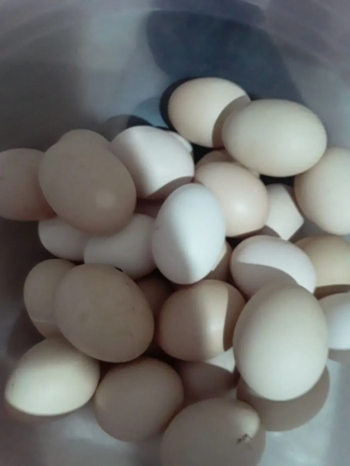 تخم مرغ نطفه دار و خوراکی معلی تازه دونه 7تومان|خوردنی و آشامیدنی|رفسنجان, |دیوار