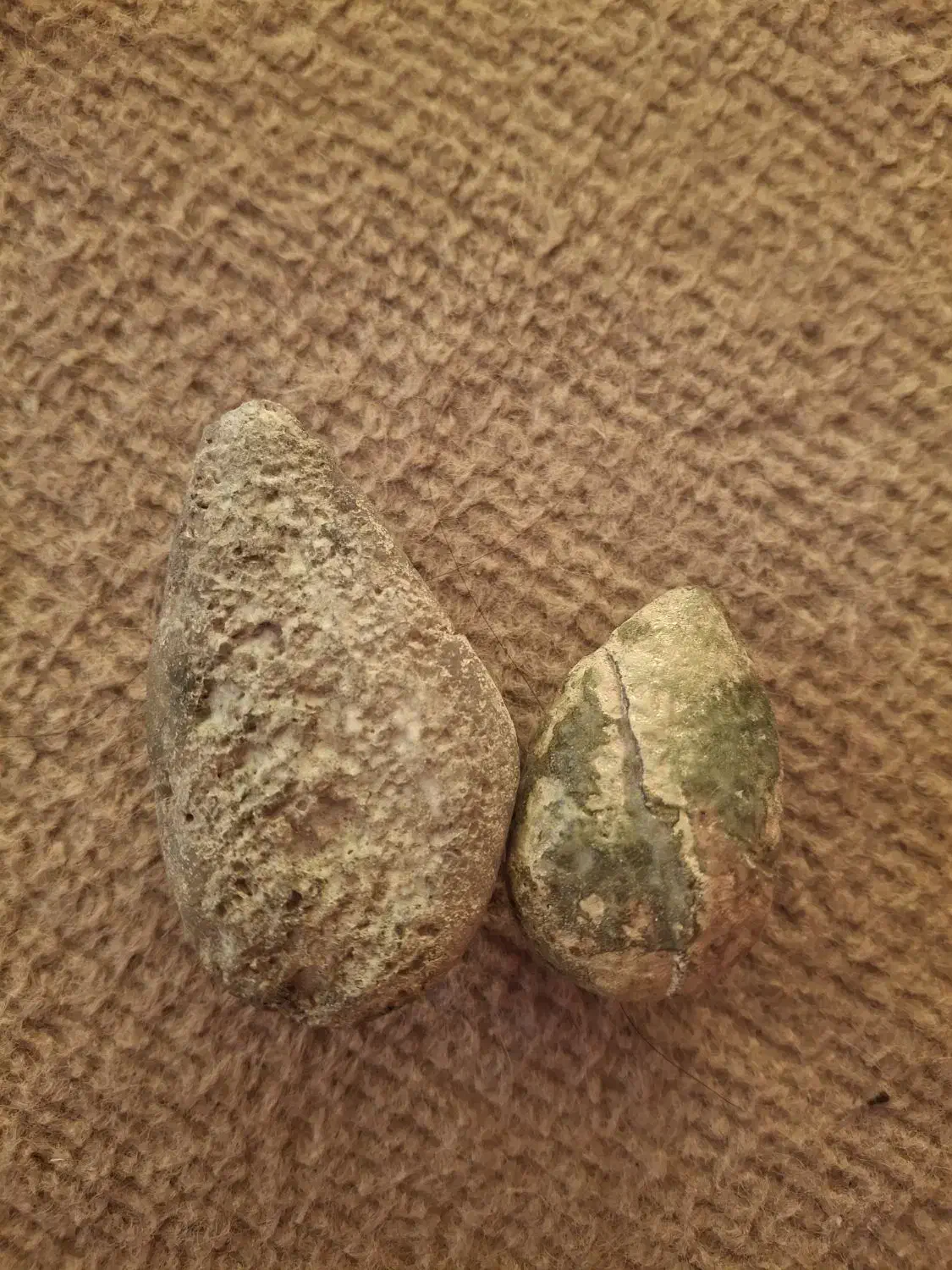 شب نما|کلکسیون و سرگرمی|هشتگرد, شهرک ولیعصر (مصلی)|دیوار