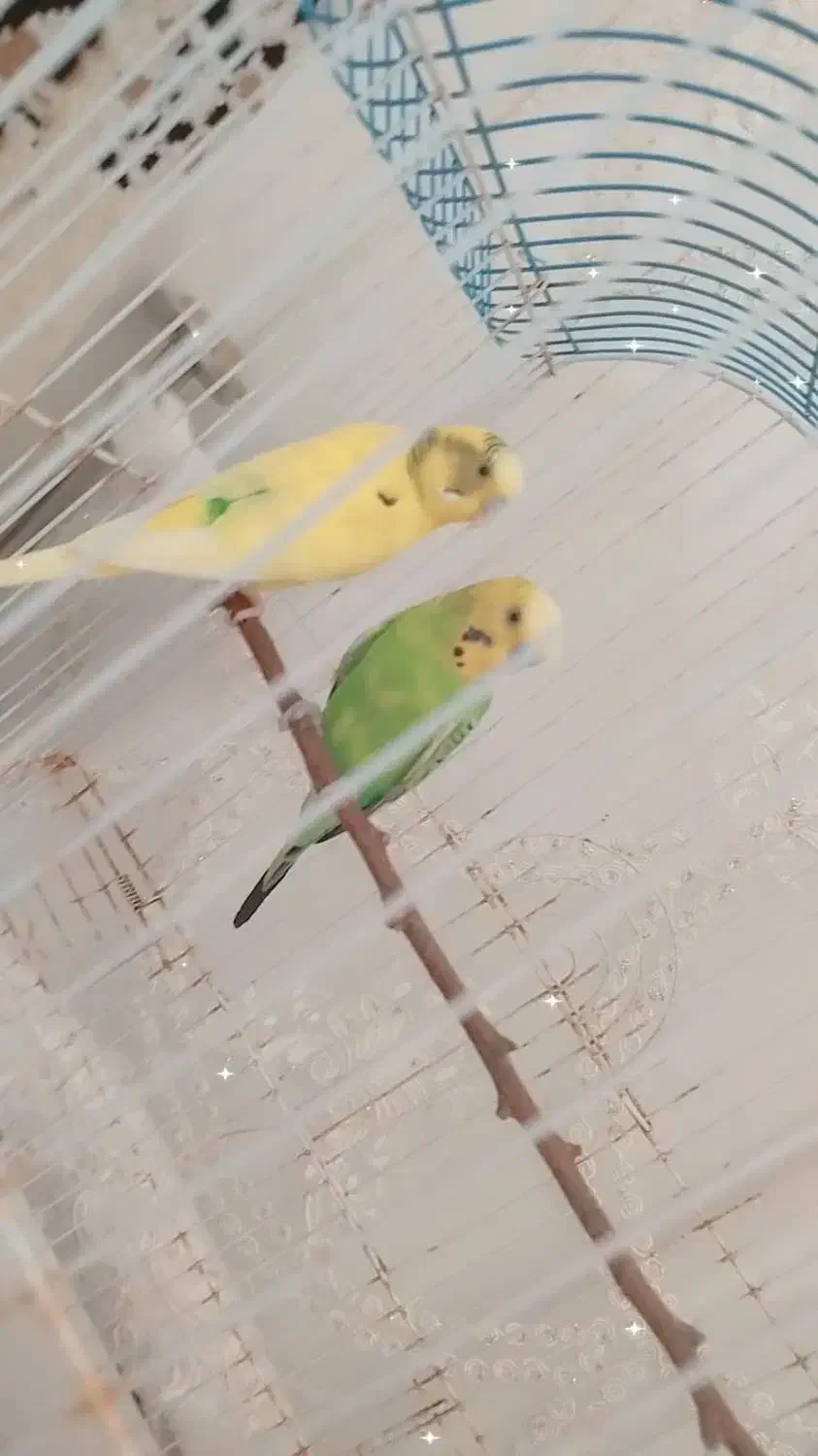 دو عدد مرغ عشق نر|پرنده|پارس‌آباد, |دیوار