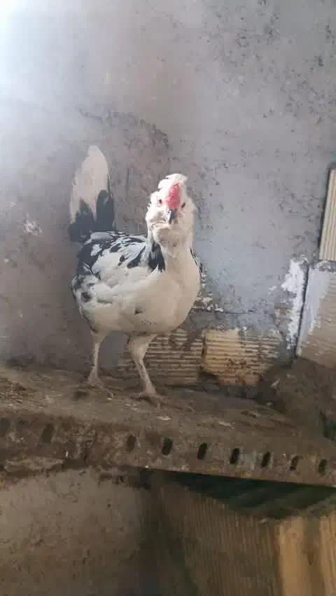 تخم مرغ گلین|حیوانات مزرعه|نهاوند, |دیوار