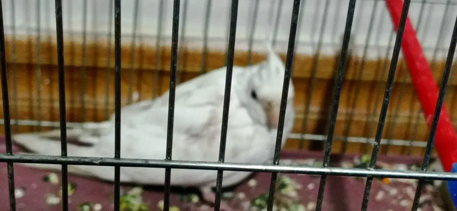 جوجه عروس هلندی سفید|پرنده|شهرکرد, |دیوار