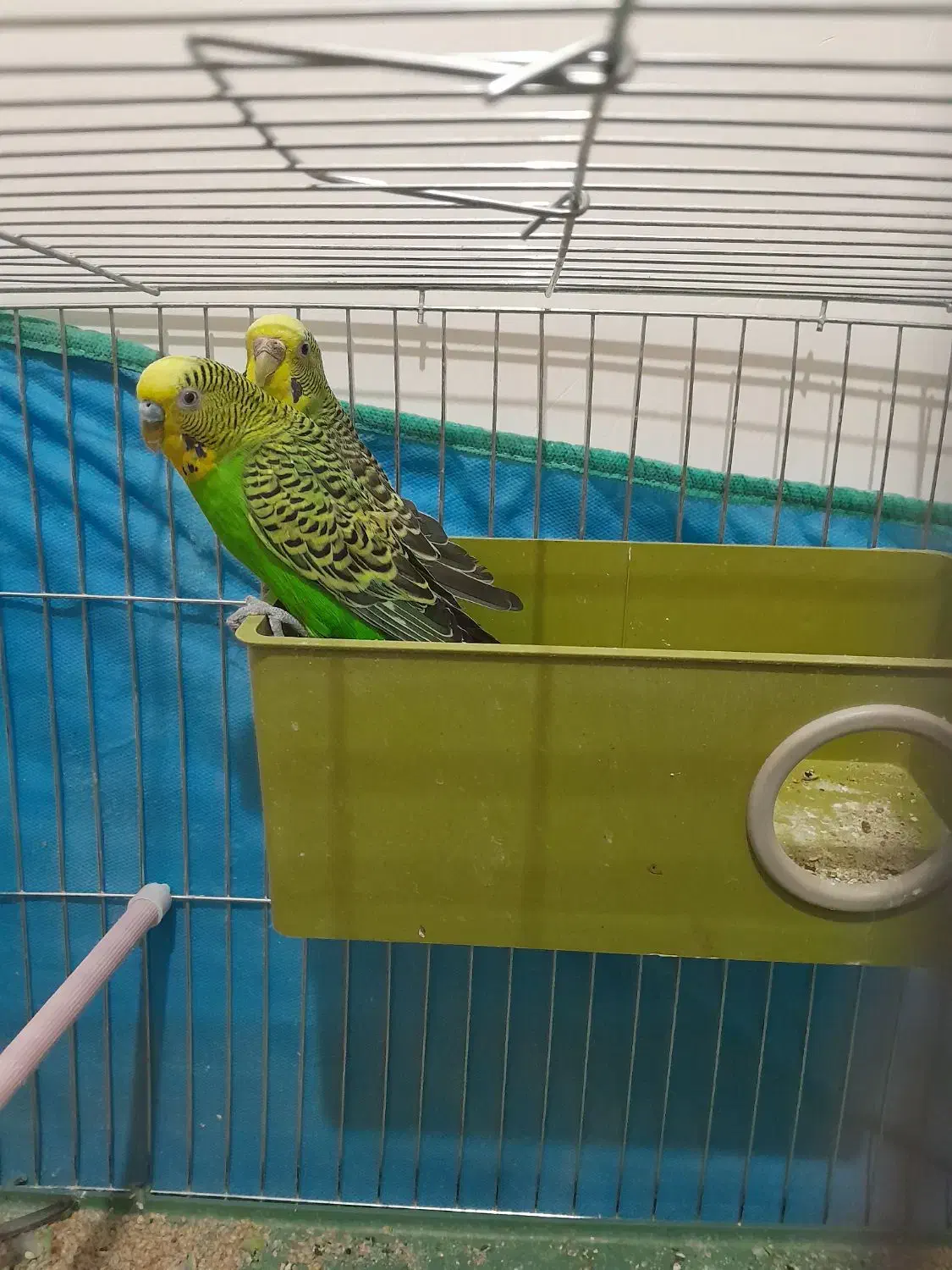 مرغ عشق|پرنده|مرودشت, فرهنگ|دیوار